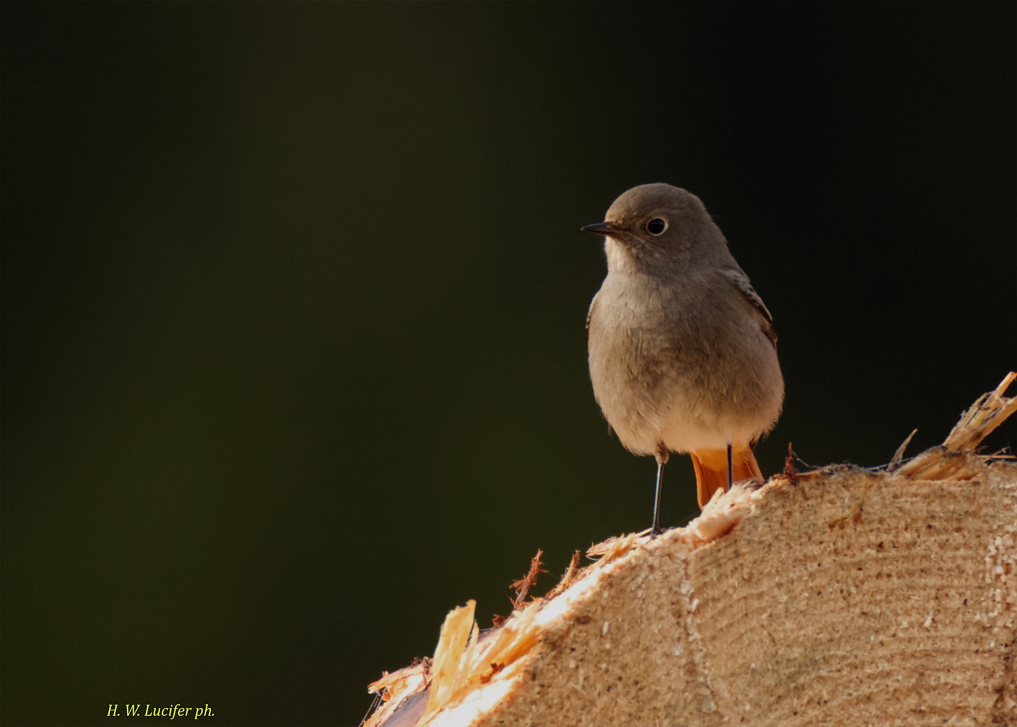 Andar per cervi e...