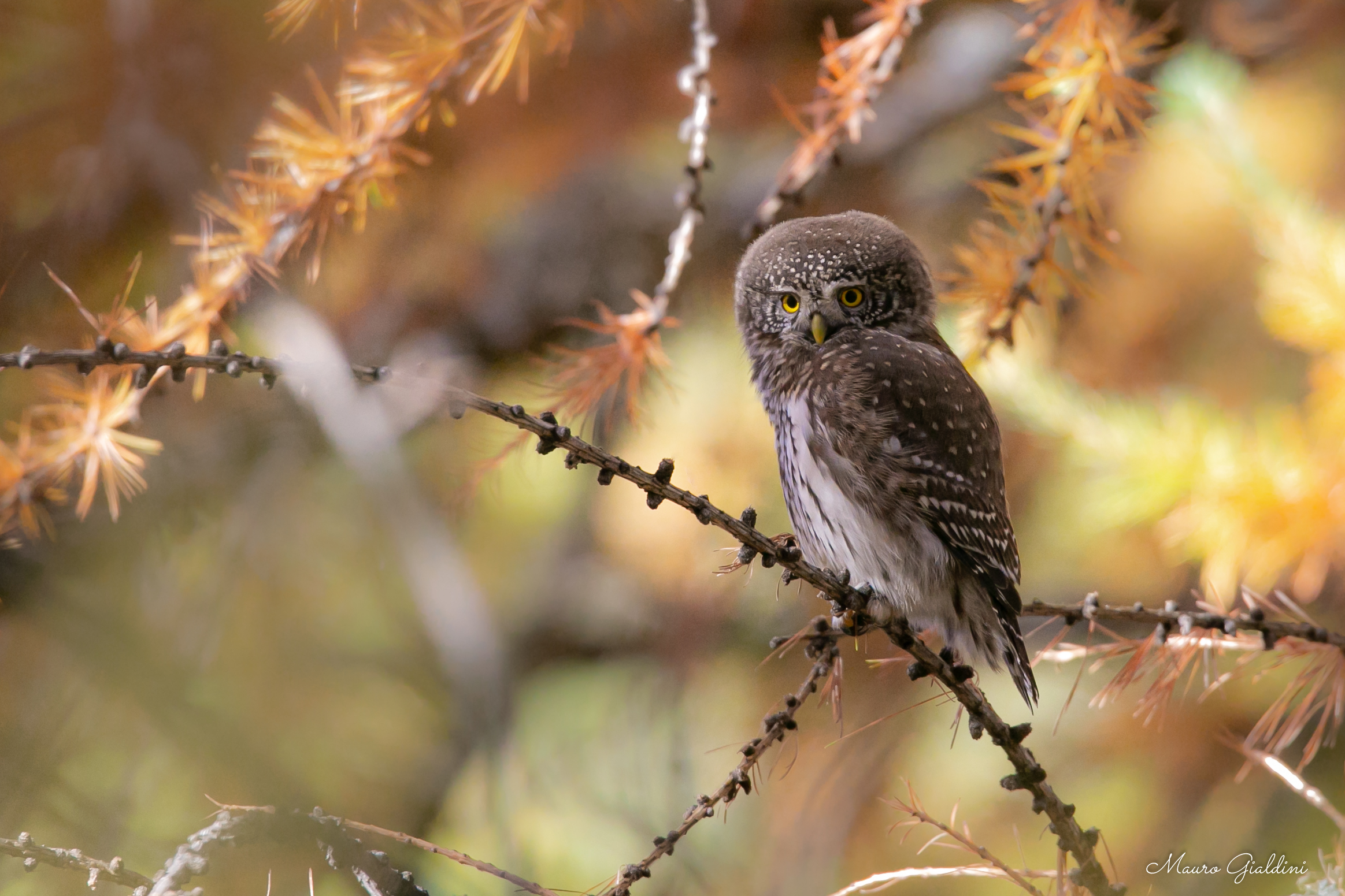 Dwarf Owl