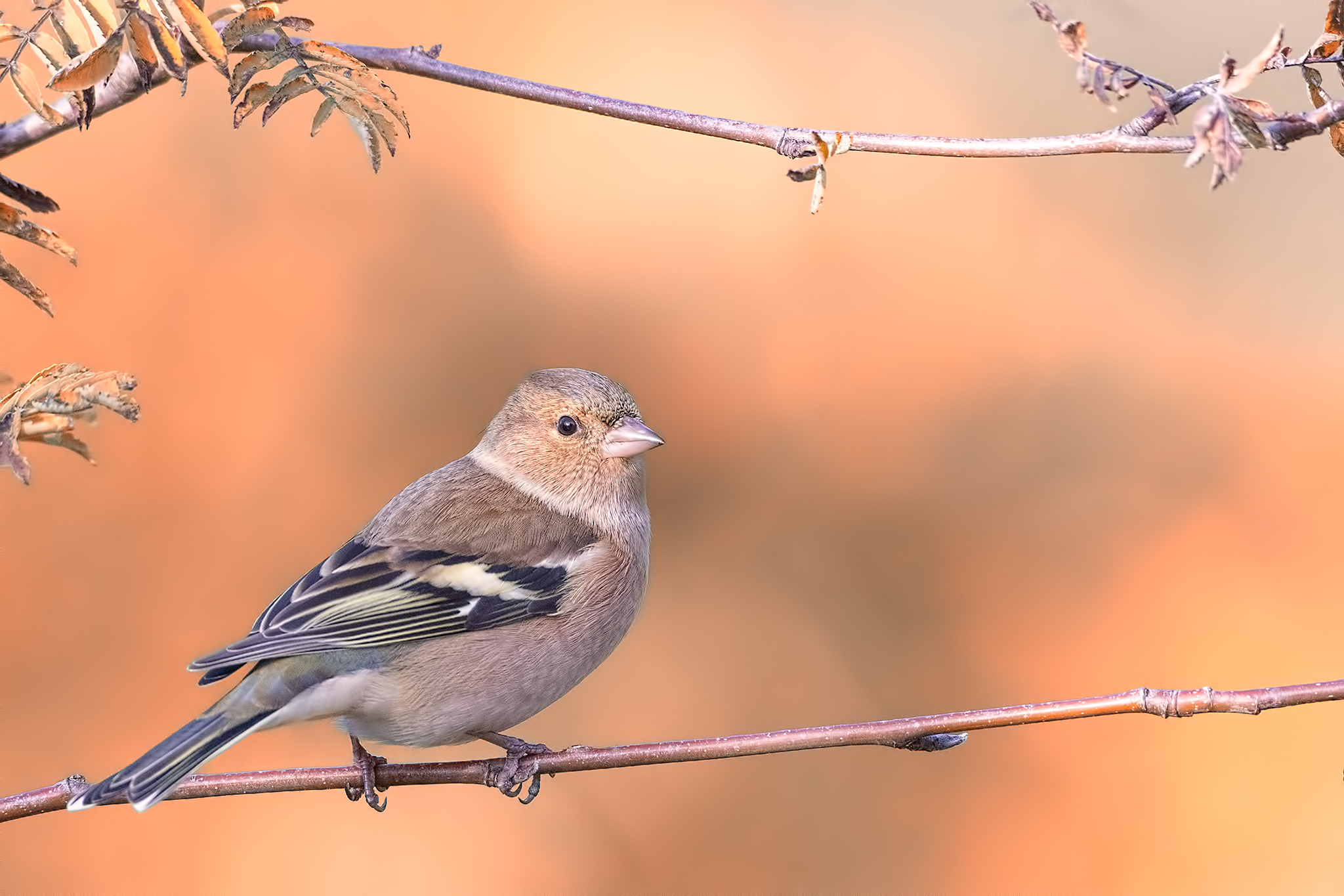 Fringuello ambientato