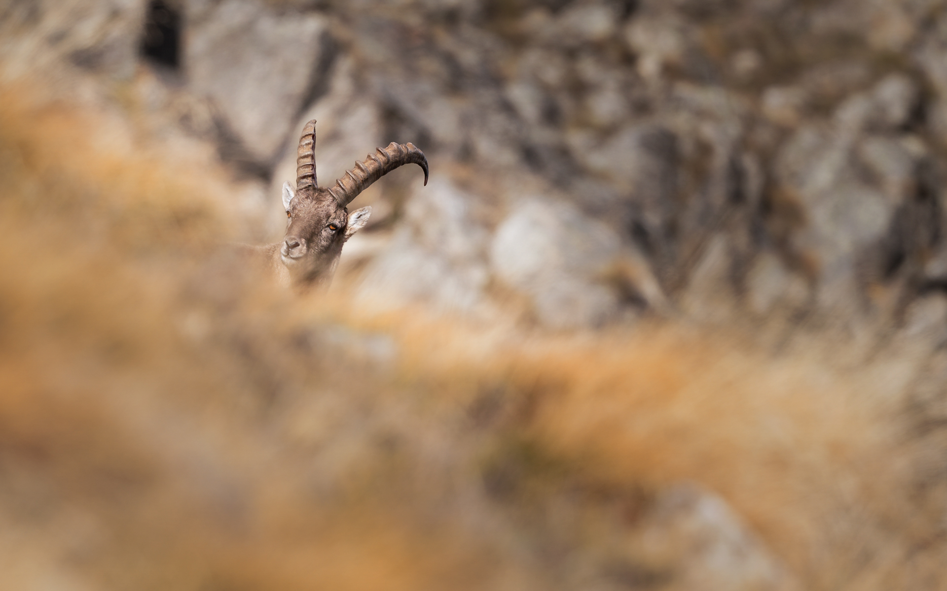 Young Ibex