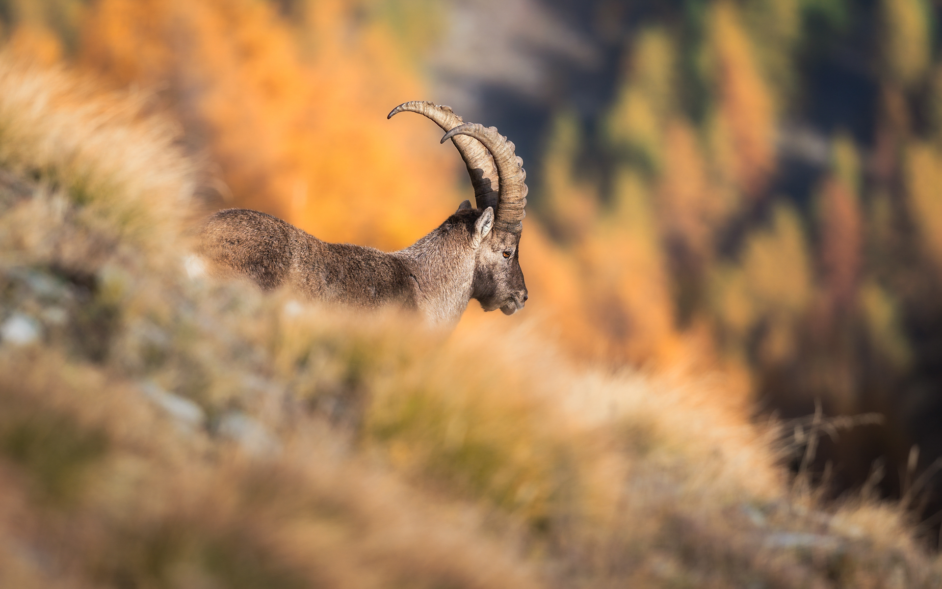 Young Ibex
