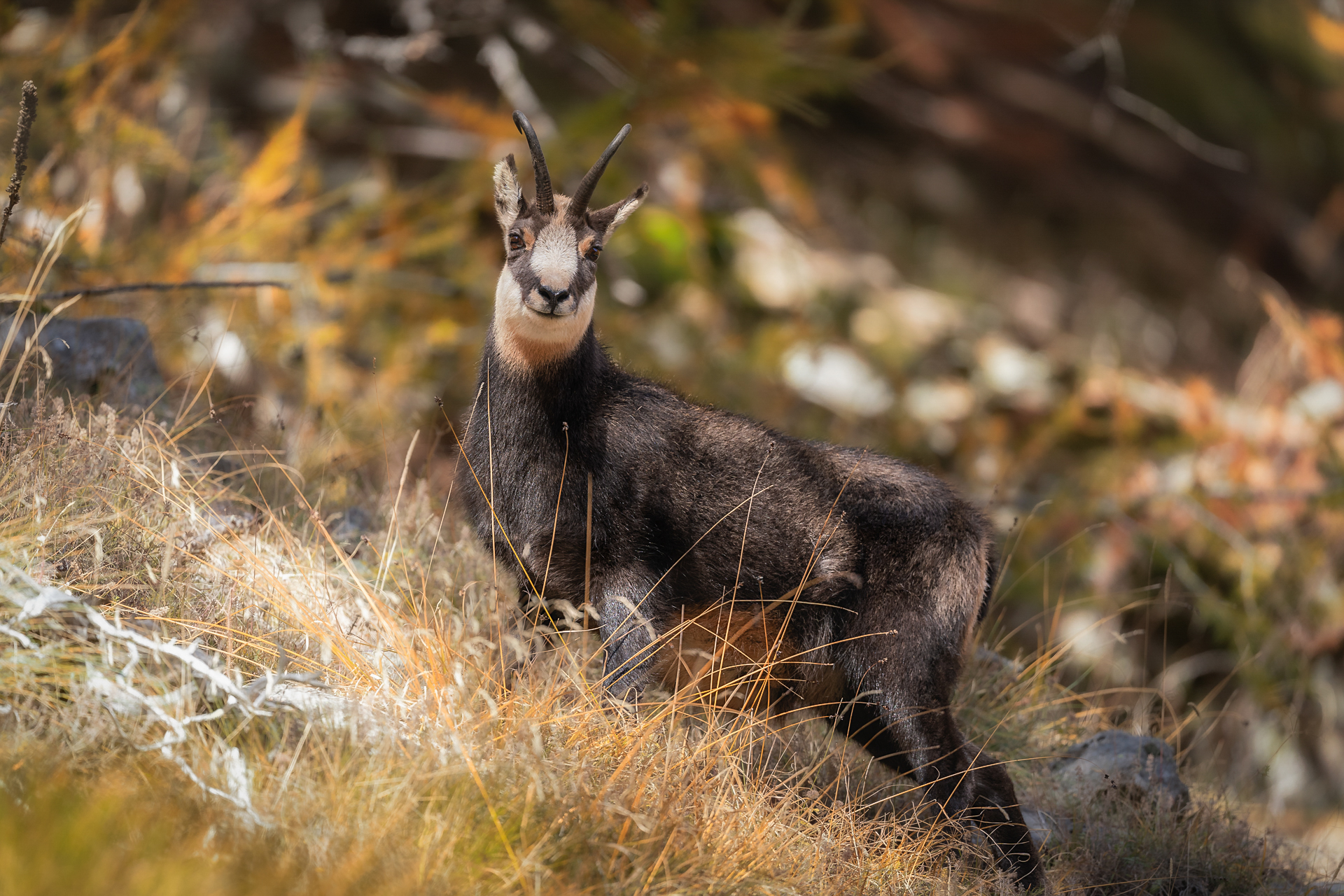 Camoscio tra i larici