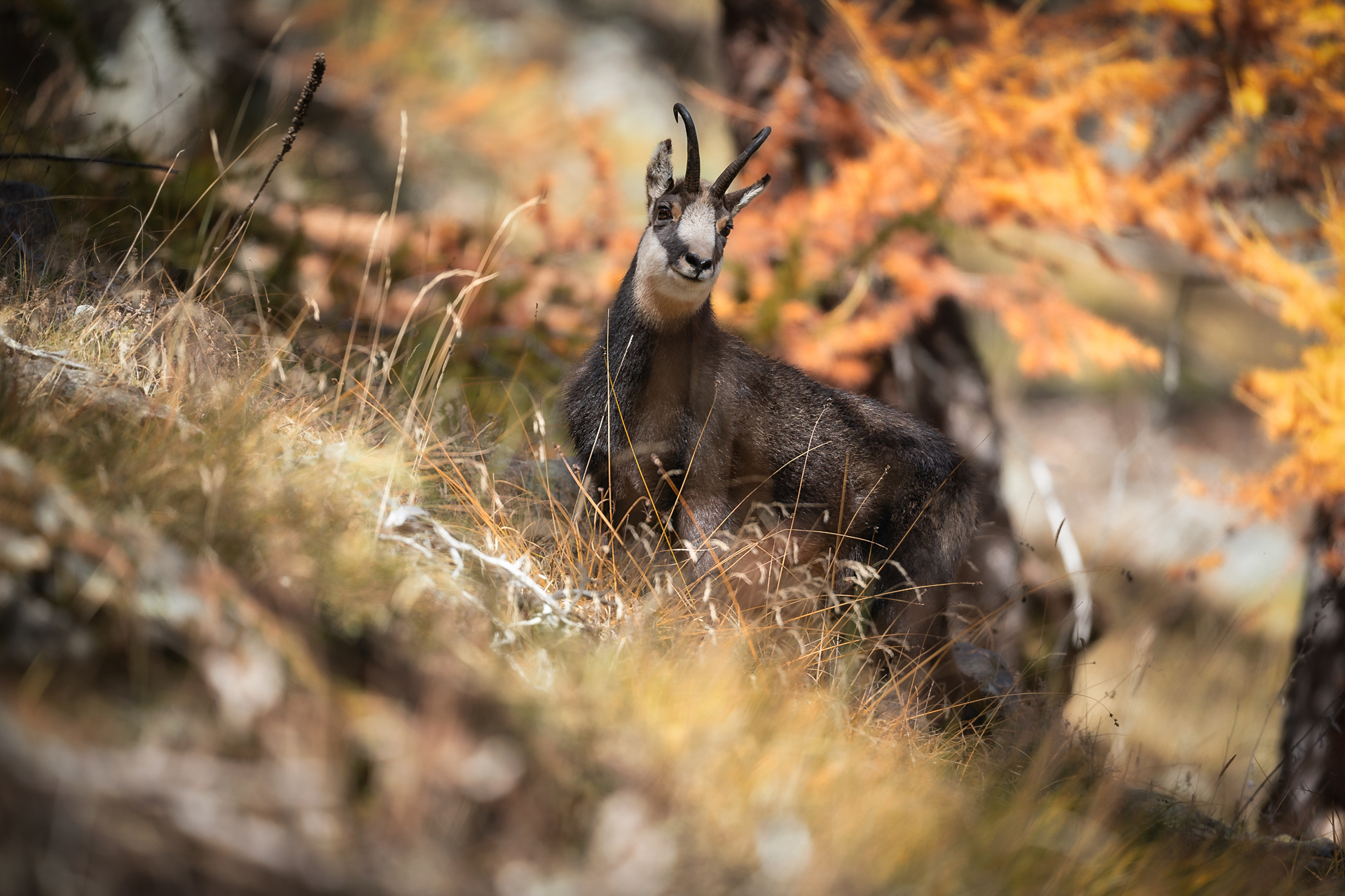 Camoscio tra i larici