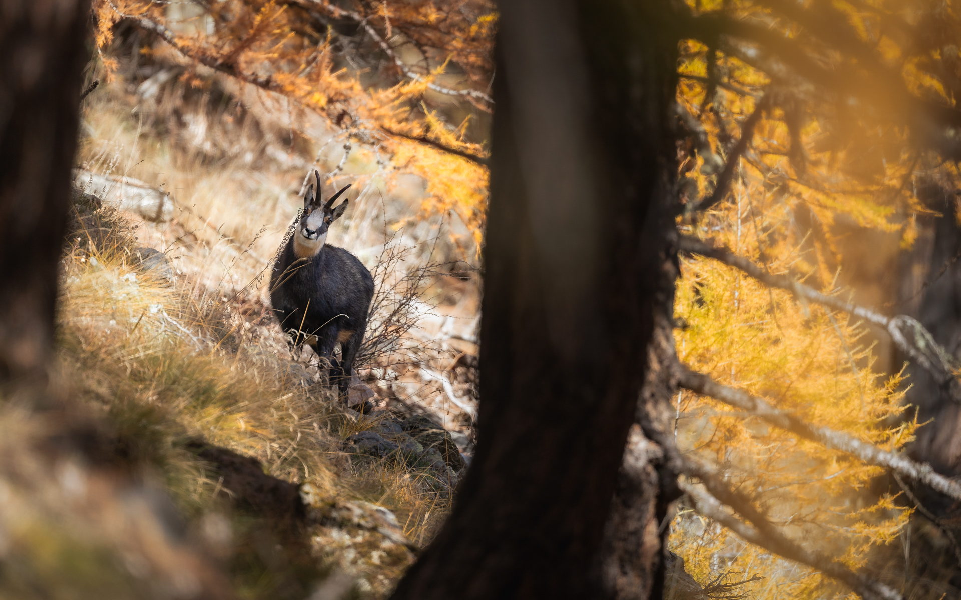 Camoscio tra i larici