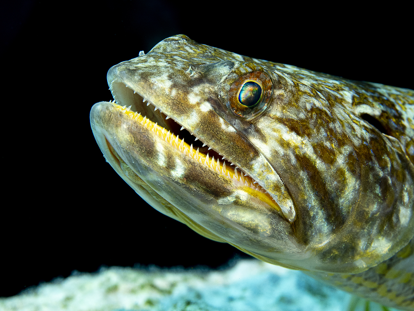 lizardfish