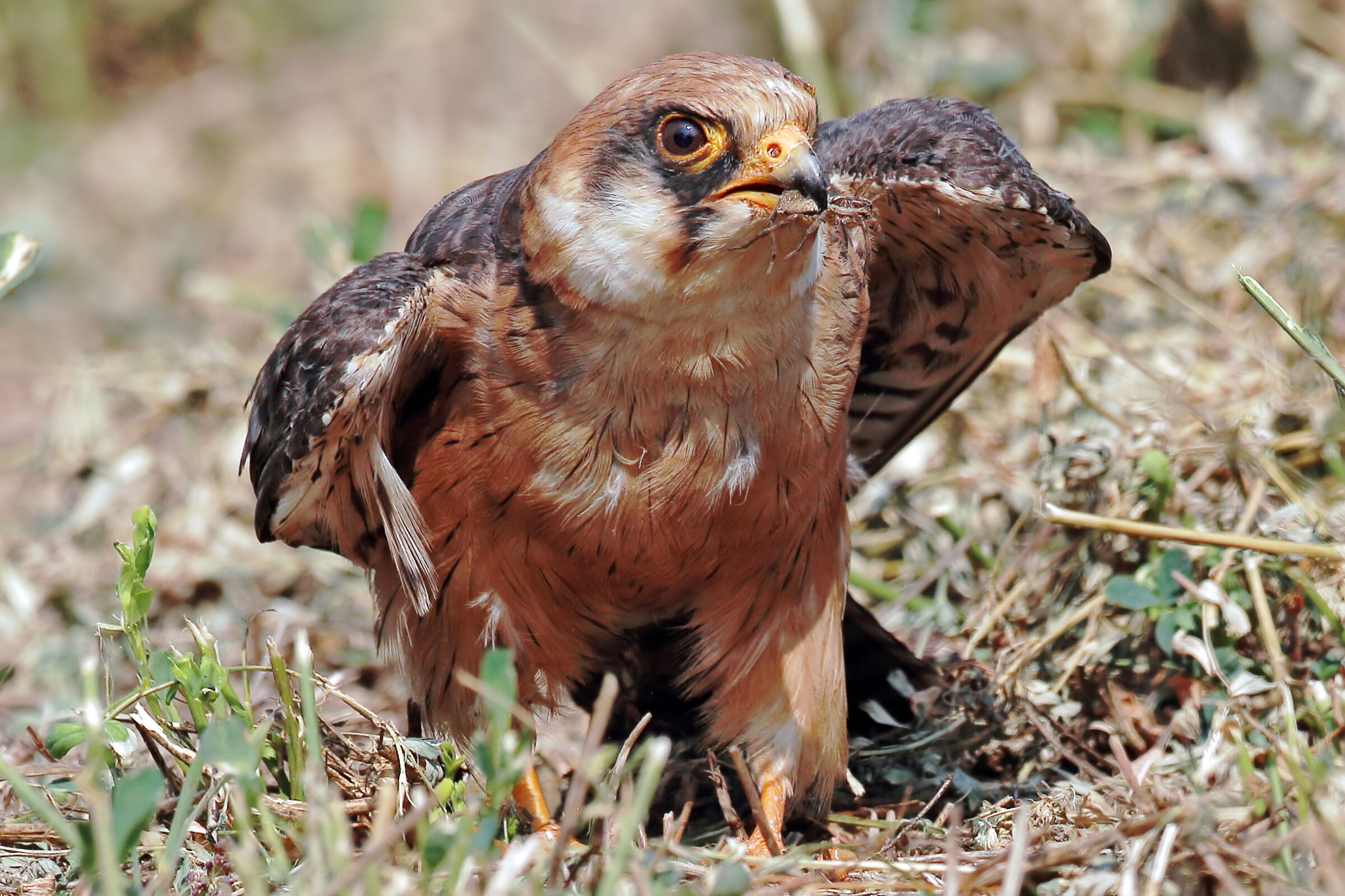 Cuckoo Falcon (adult female)