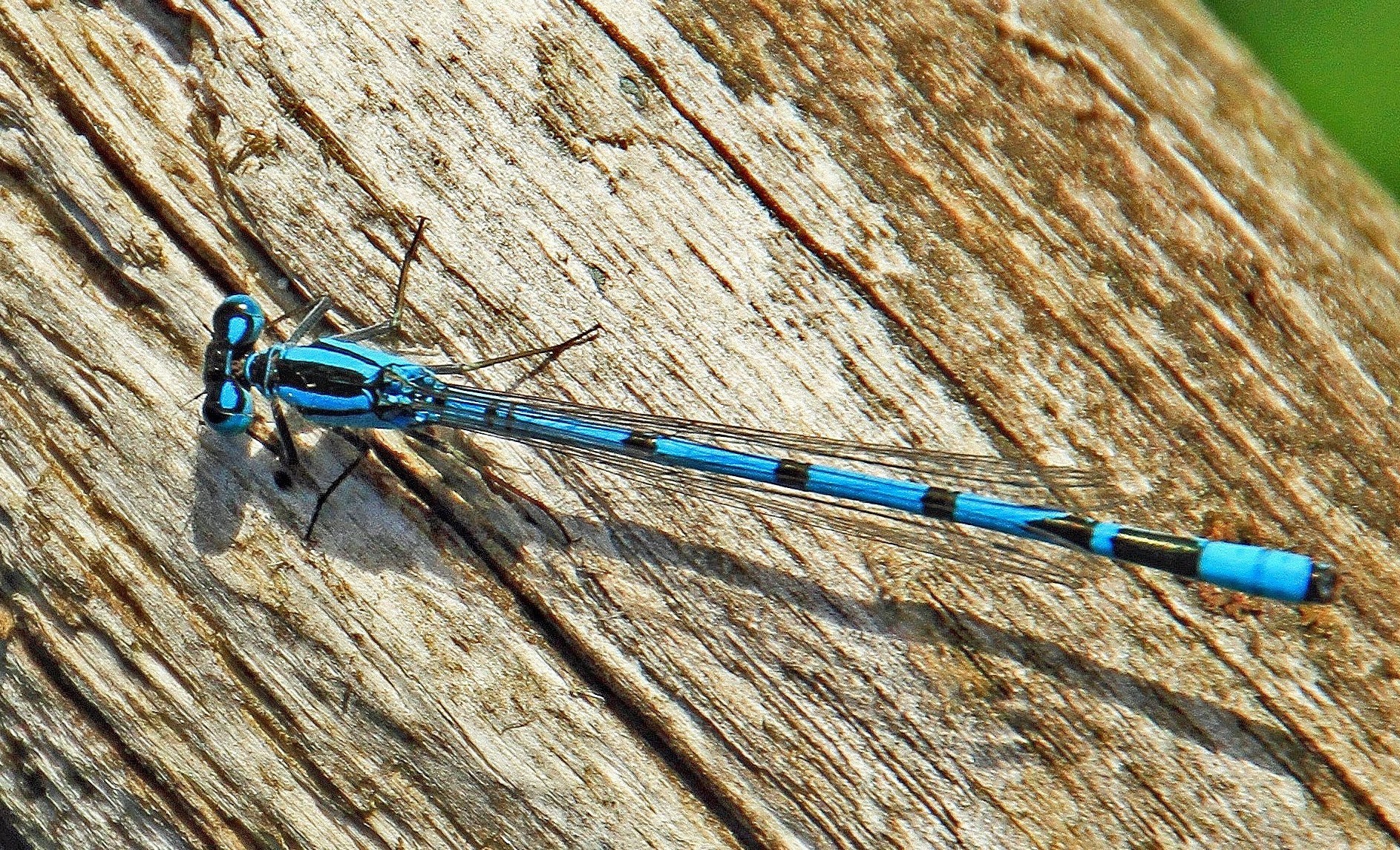 Blue dragonfly (Enallagma cyathigerum)