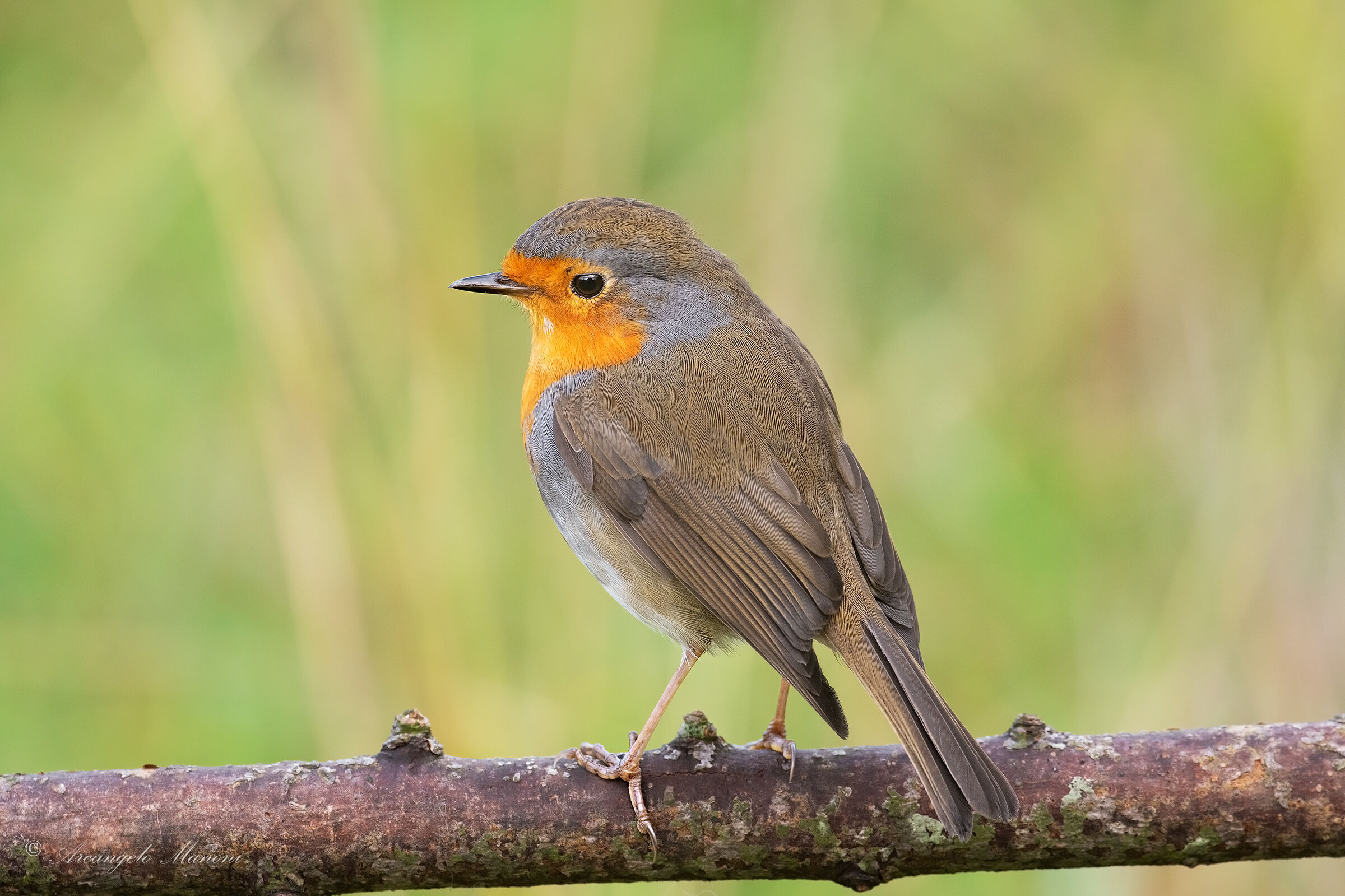 Primo pettirosso del 2019