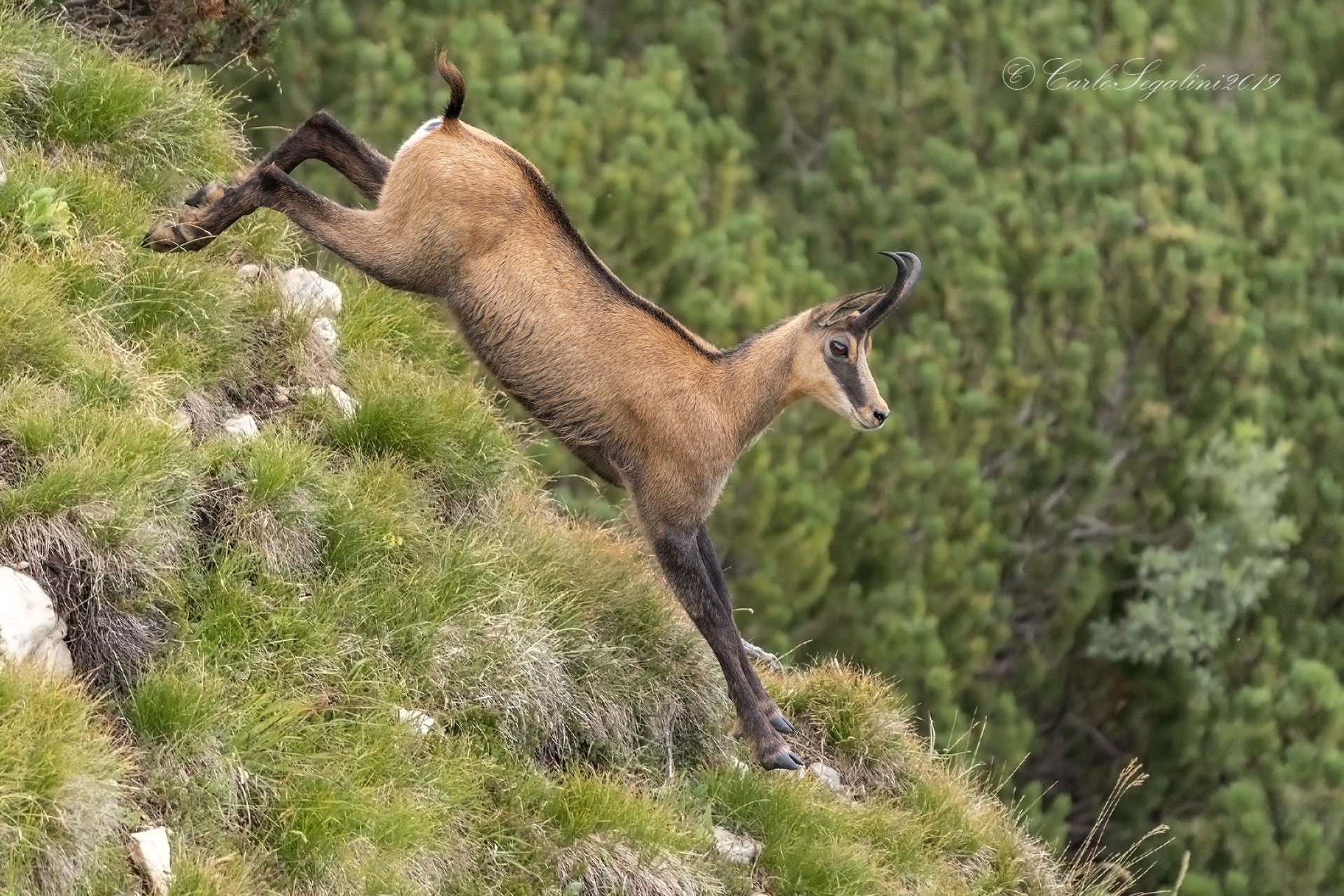 Alpine chamois