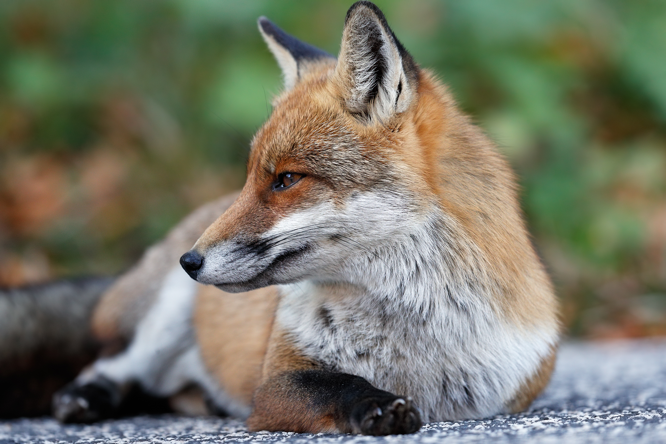 Red Fox