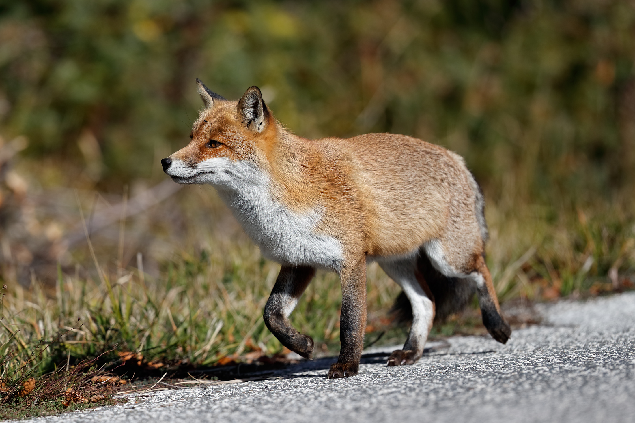 Red Fox