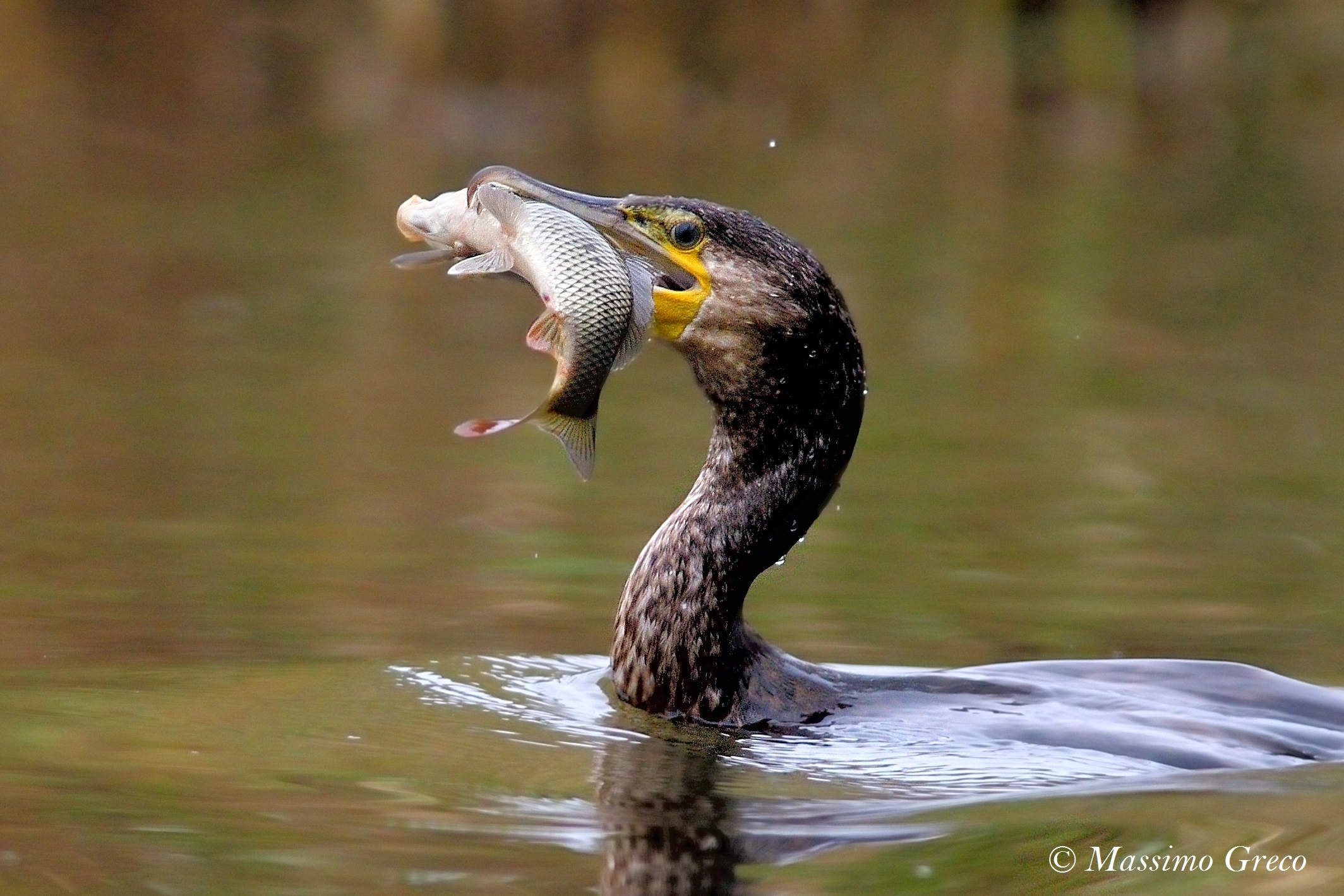 Cormoran (Phalacrocorax carbo)