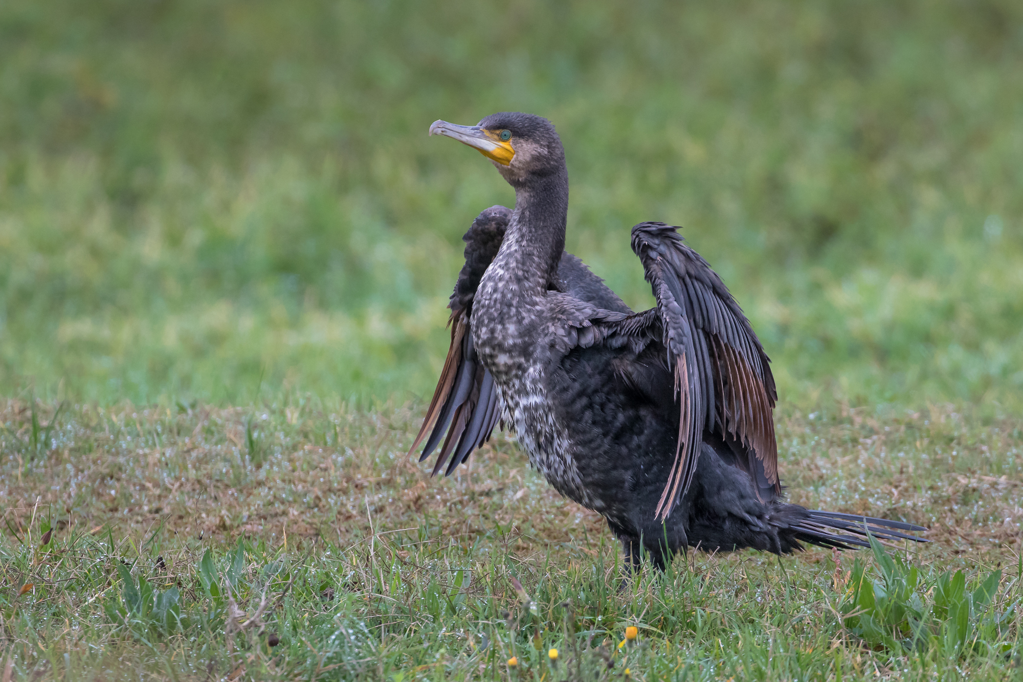 cormorno