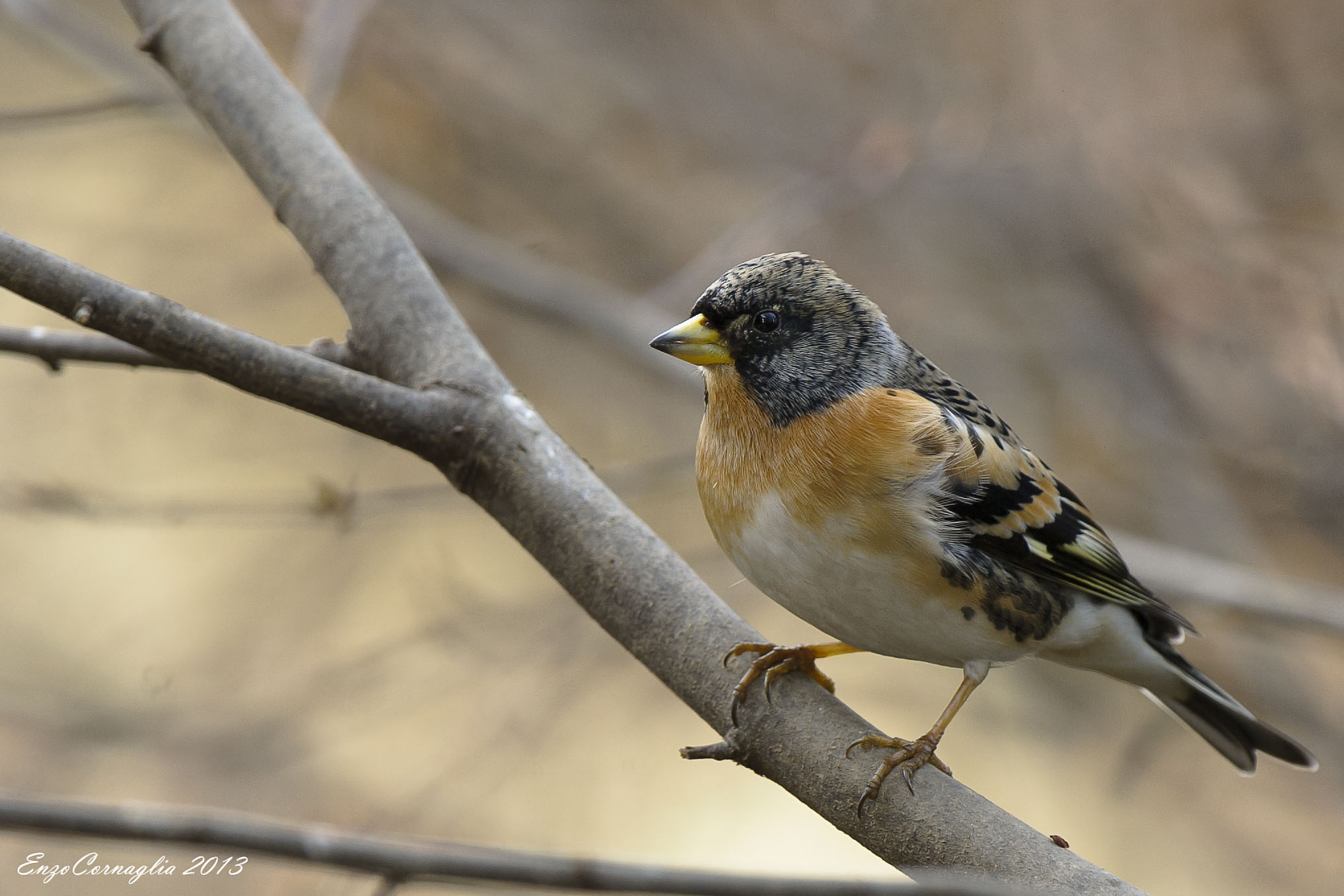 Brambling