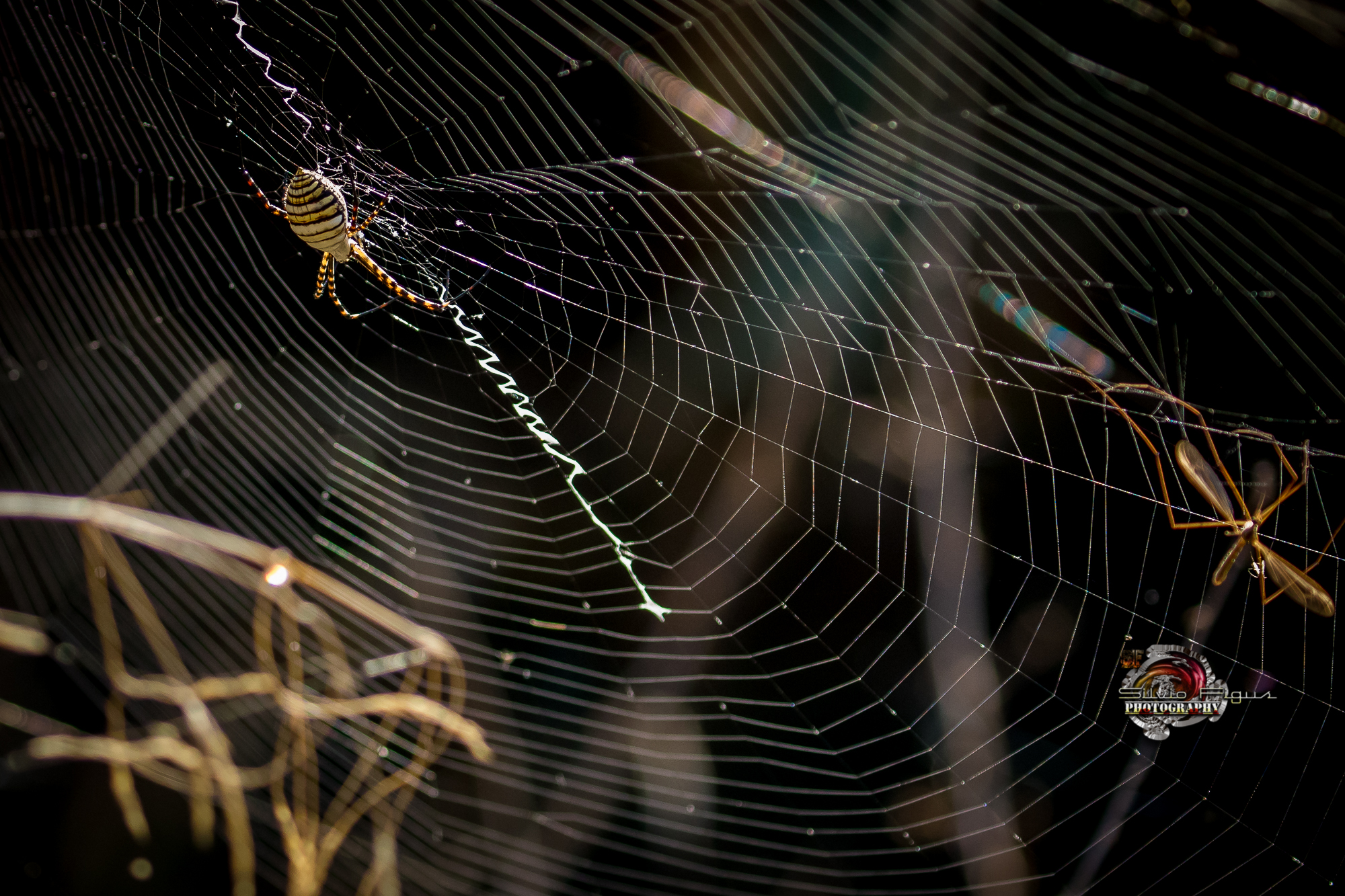Ragno vespa (Argiope Bruennichi)