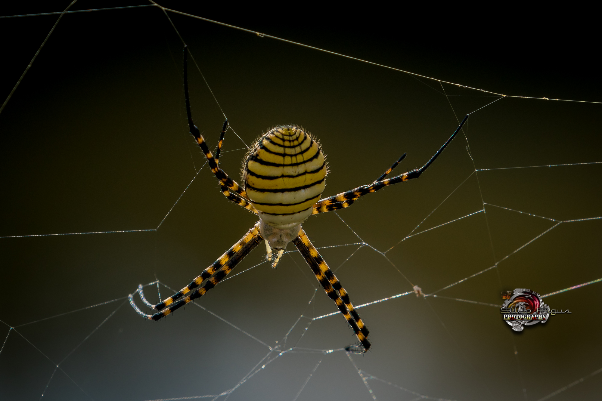 Ragno vespa (Argiope Bruennichi)