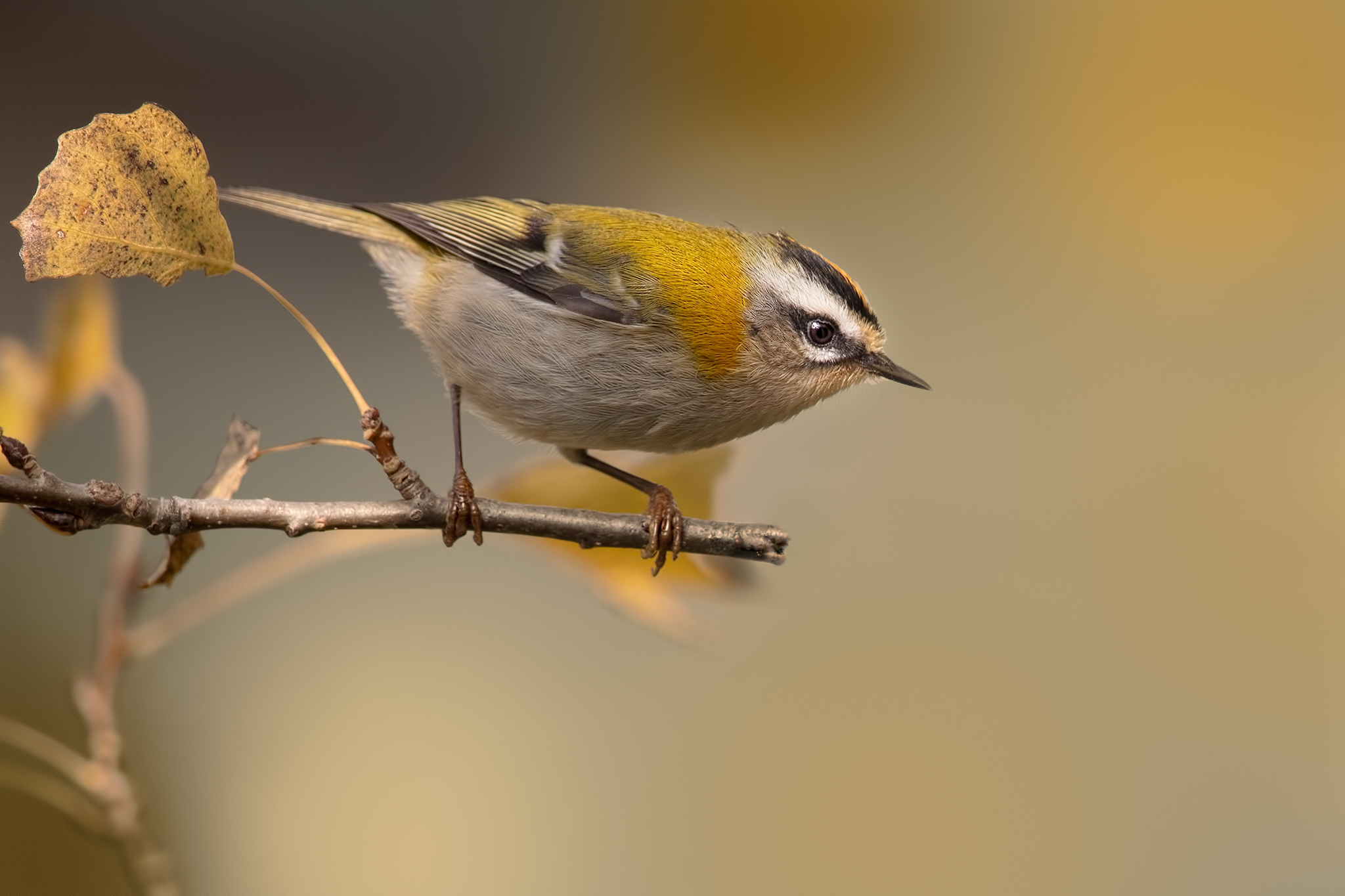 Fiorrancino (Regulus ignicapilla)