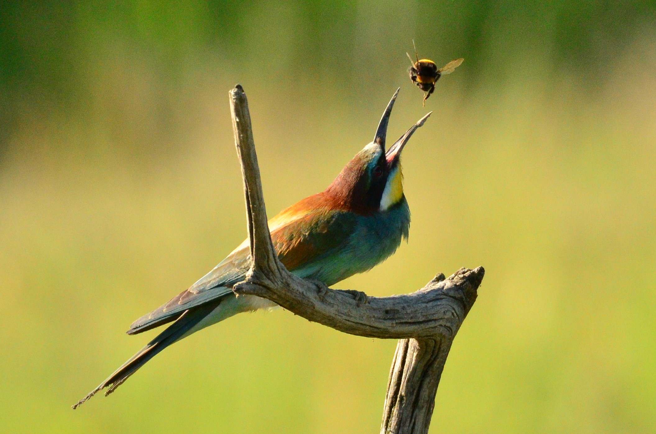 Snack on the fly in the backlight