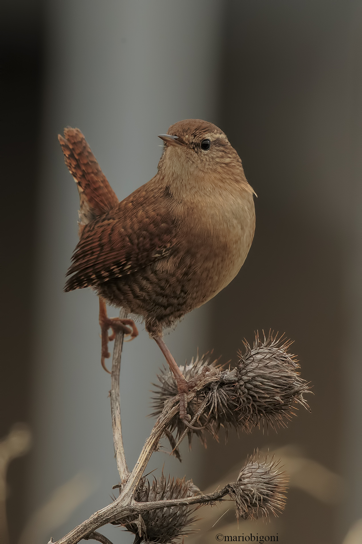 Wren
