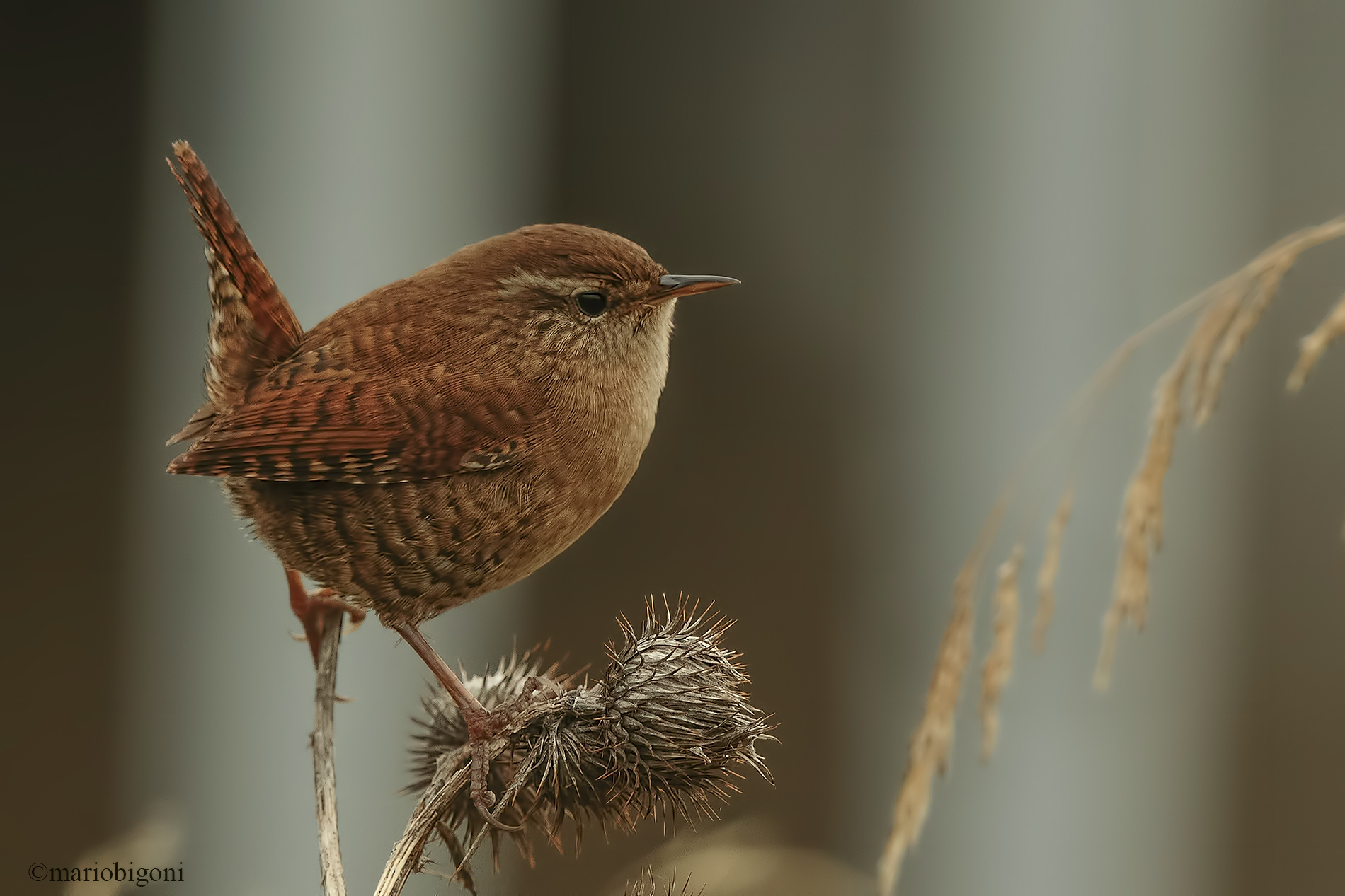Wren