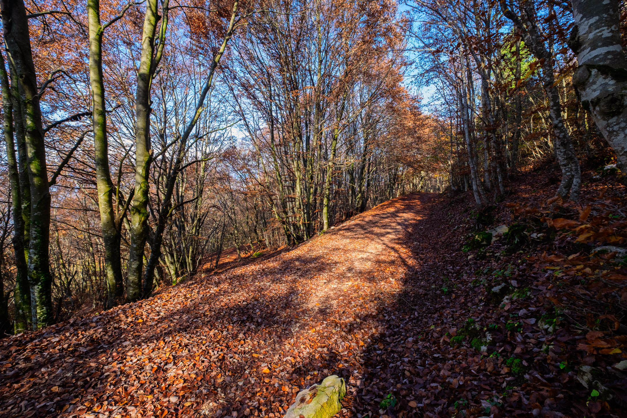 Sentiero nella faggeta sul Monte baldo