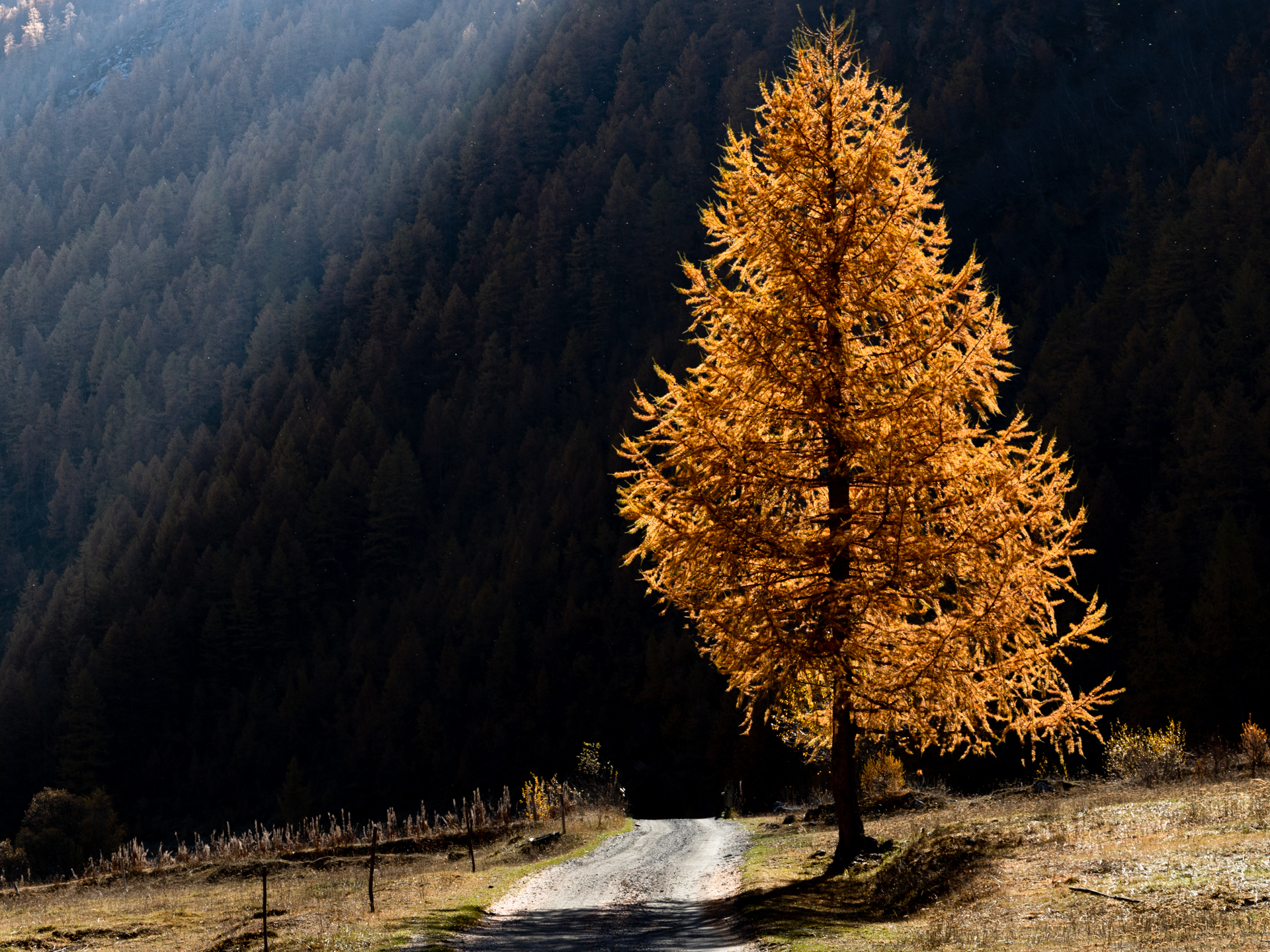 Autunno in valle Argentera