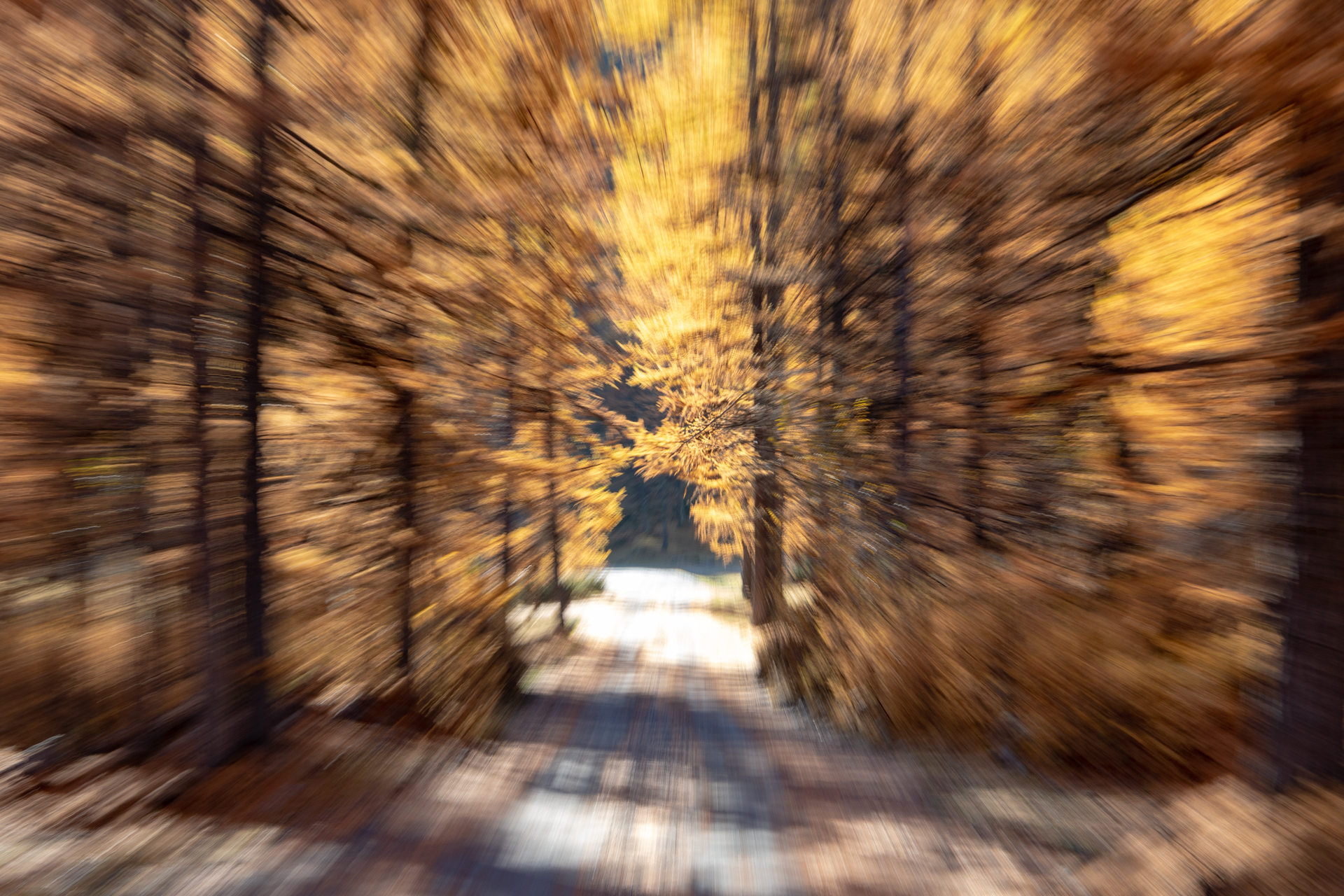 Autunno in valle Argentera - zooming