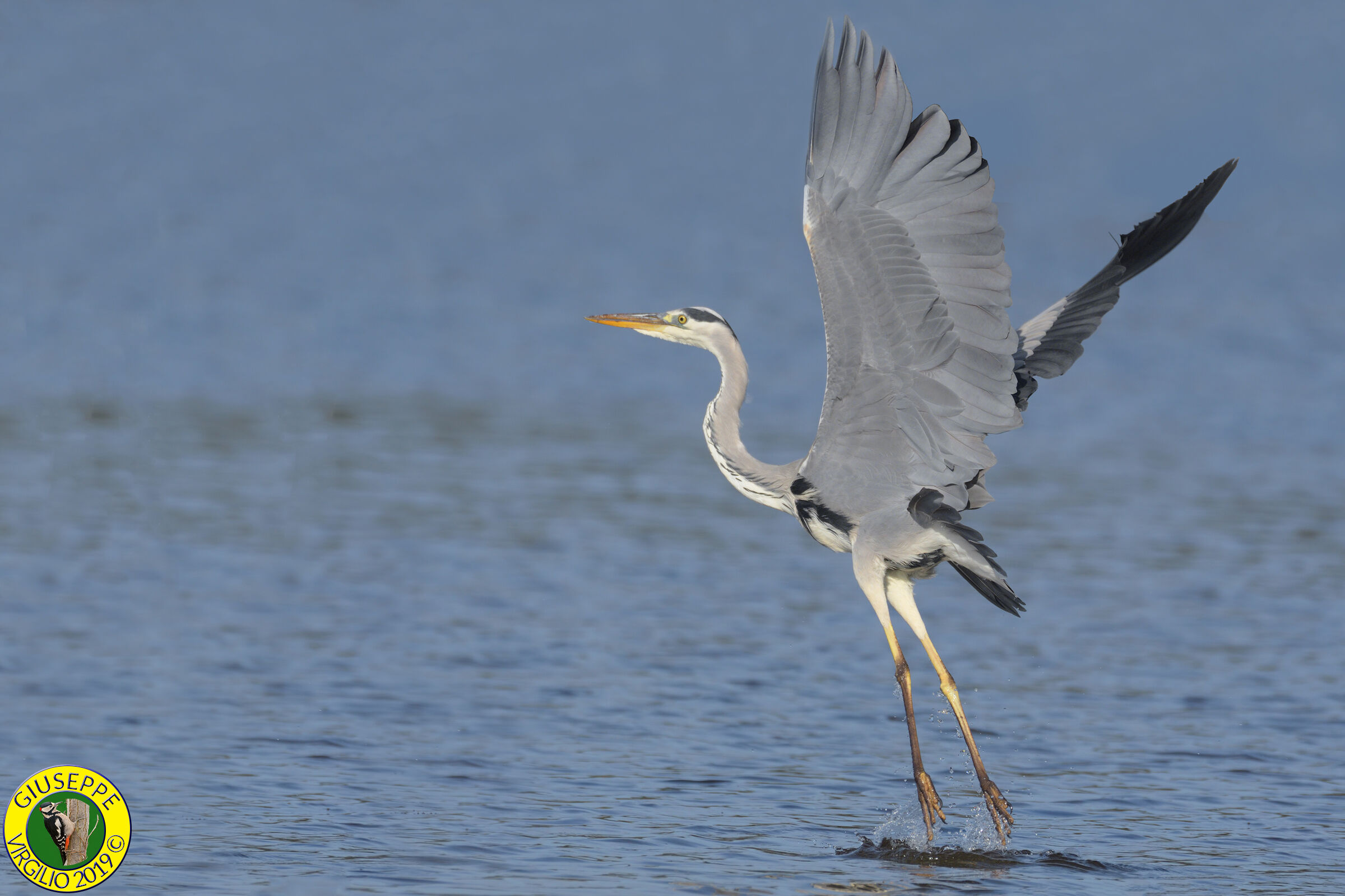Airone Cenerino - Ardea Cinerea (Sardegna) 2019