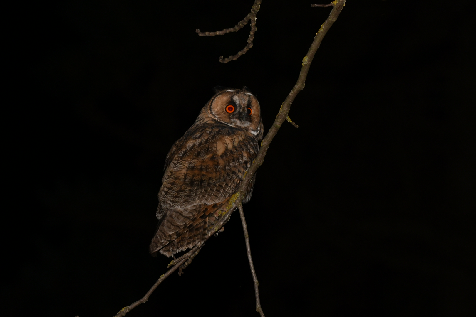 Common Owl