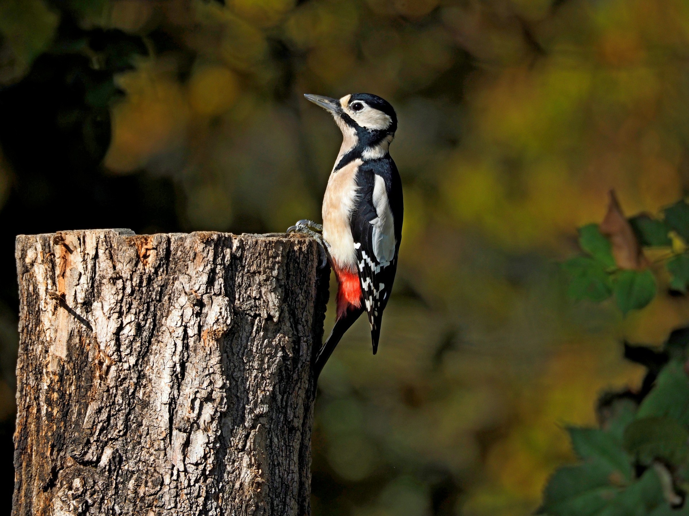 The autumn of the red woodpecker