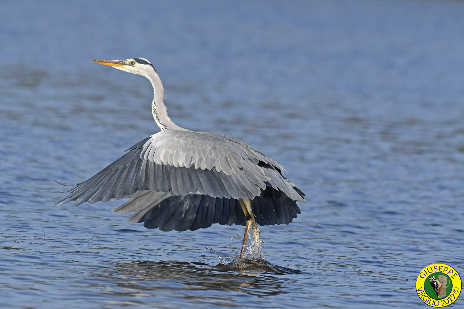 Airone Cenerino - Ardea Cinerea (Sardegna) 2019