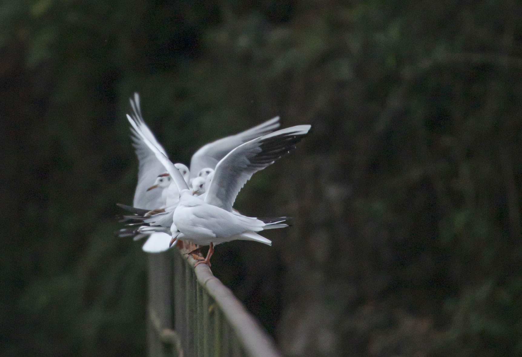 The Weaving of Wings