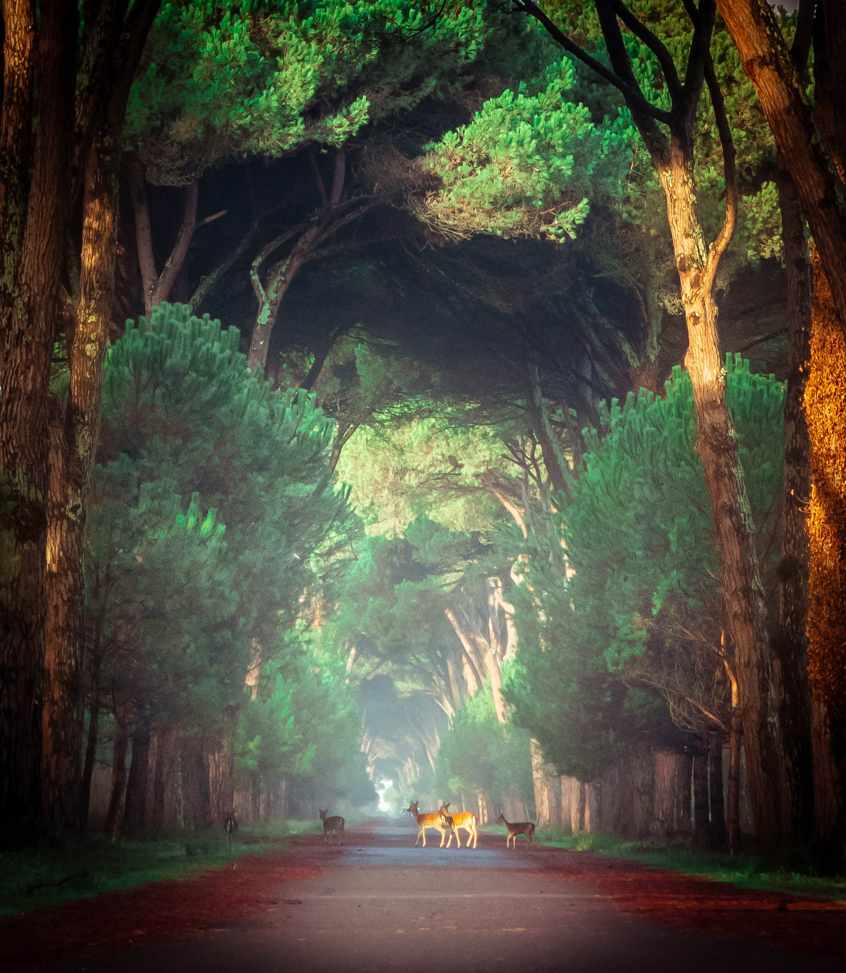 Parco di San Rossore