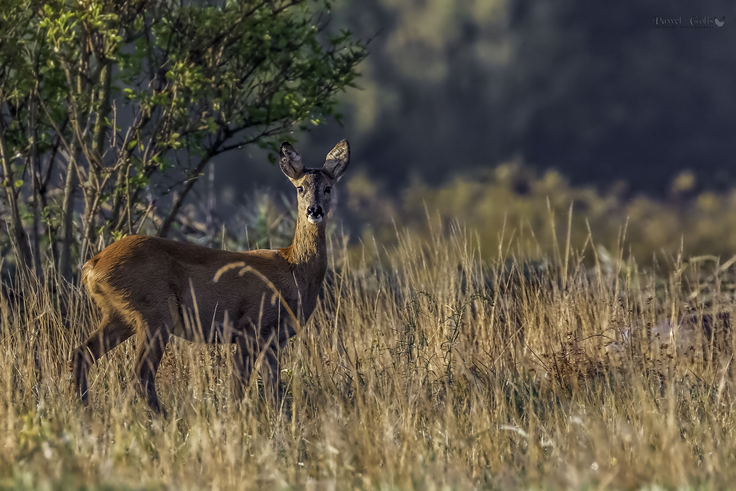 Capriolo - capra (Capreolus capreolus)