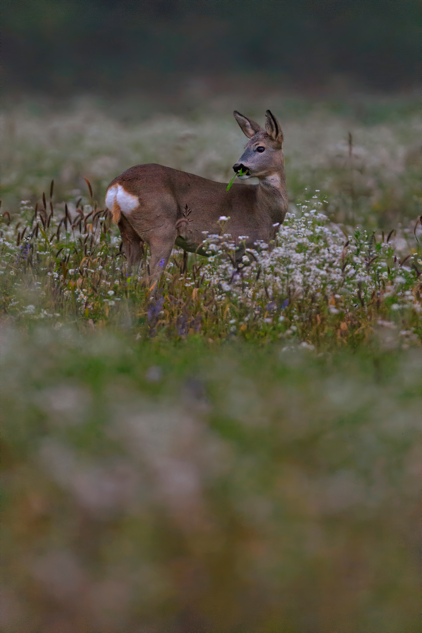 Spuntino serale. 12.800 iso.