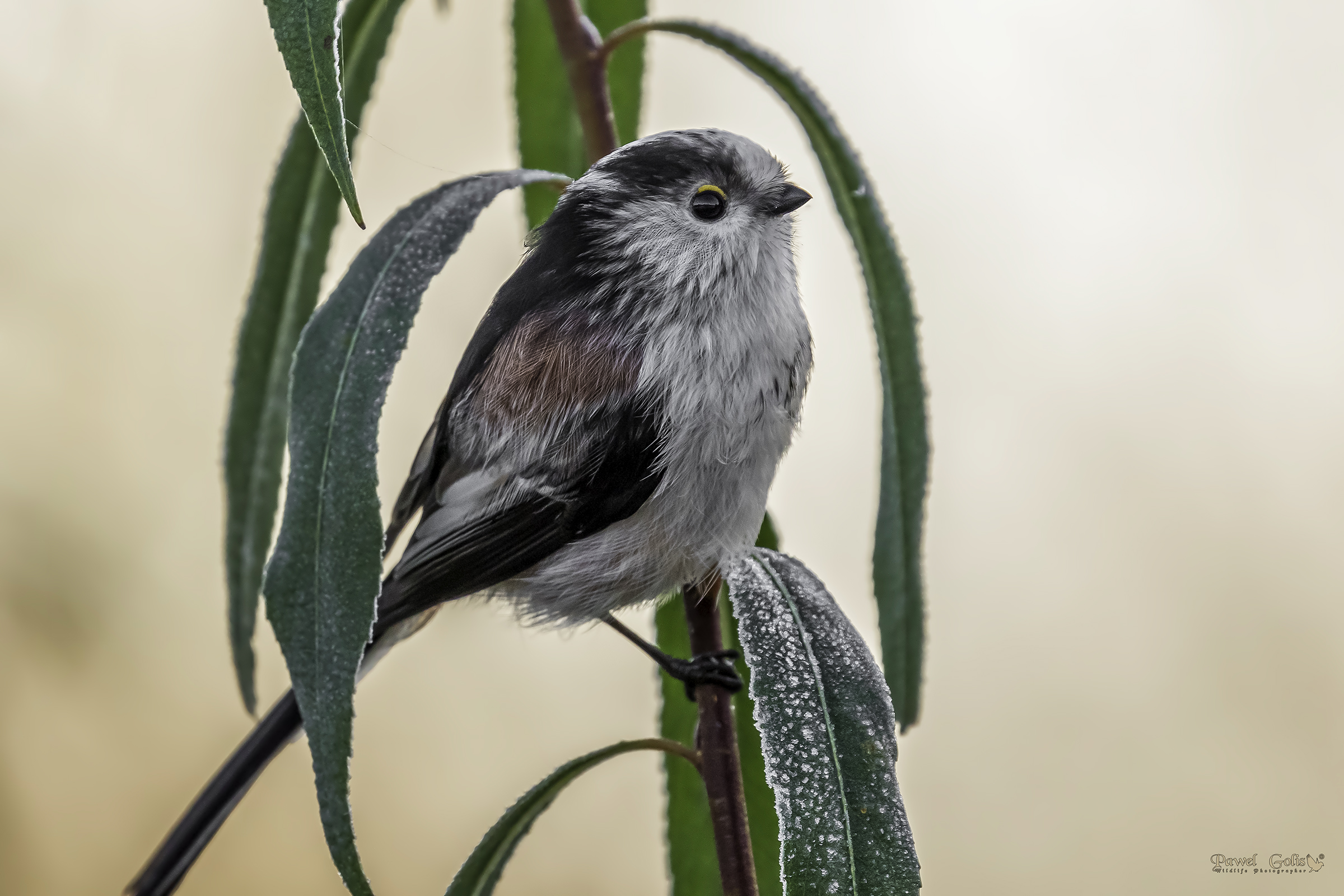 Bushtit dalla coda lunga (Aegithalos caudatus)