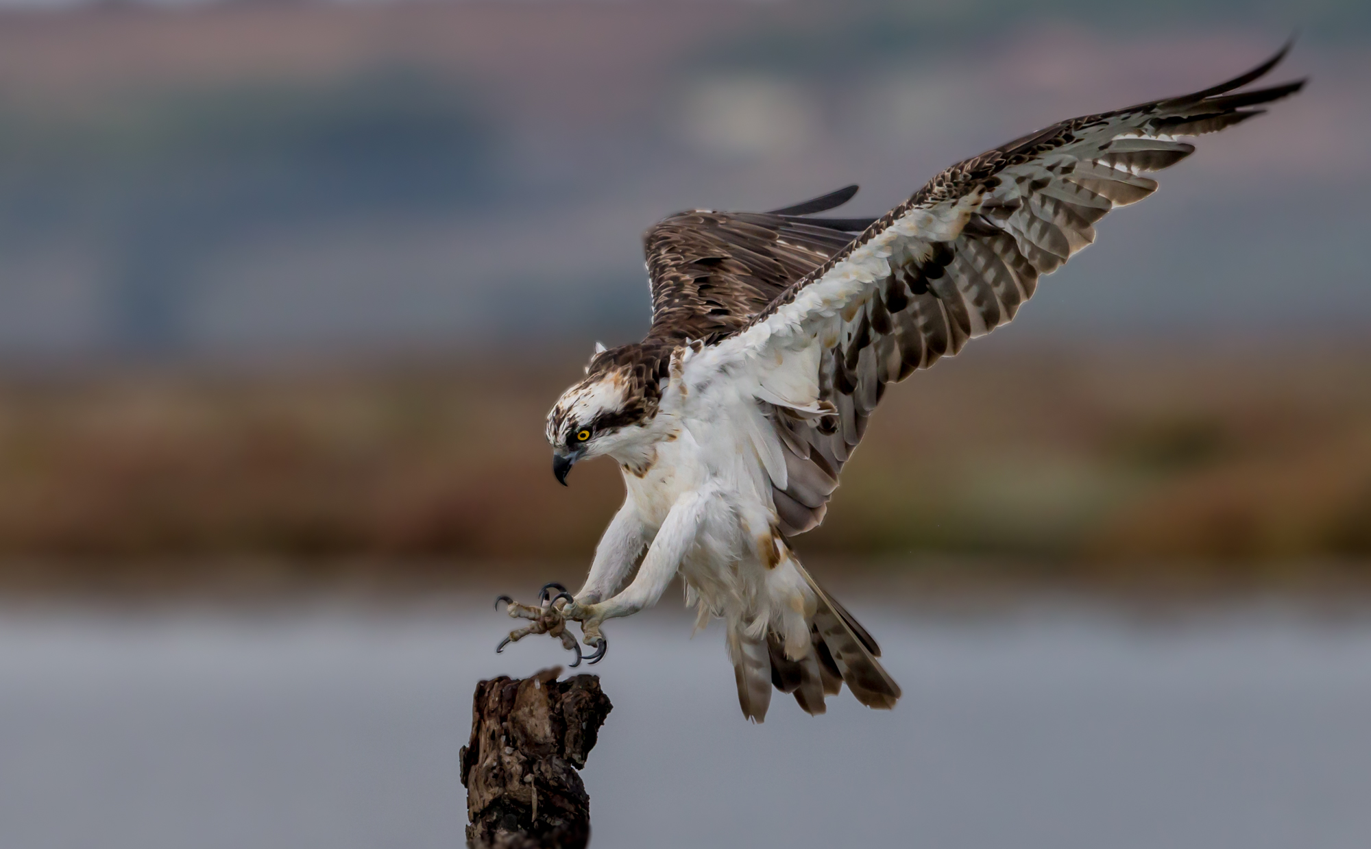 Falco Pescatore, arrivo 1
