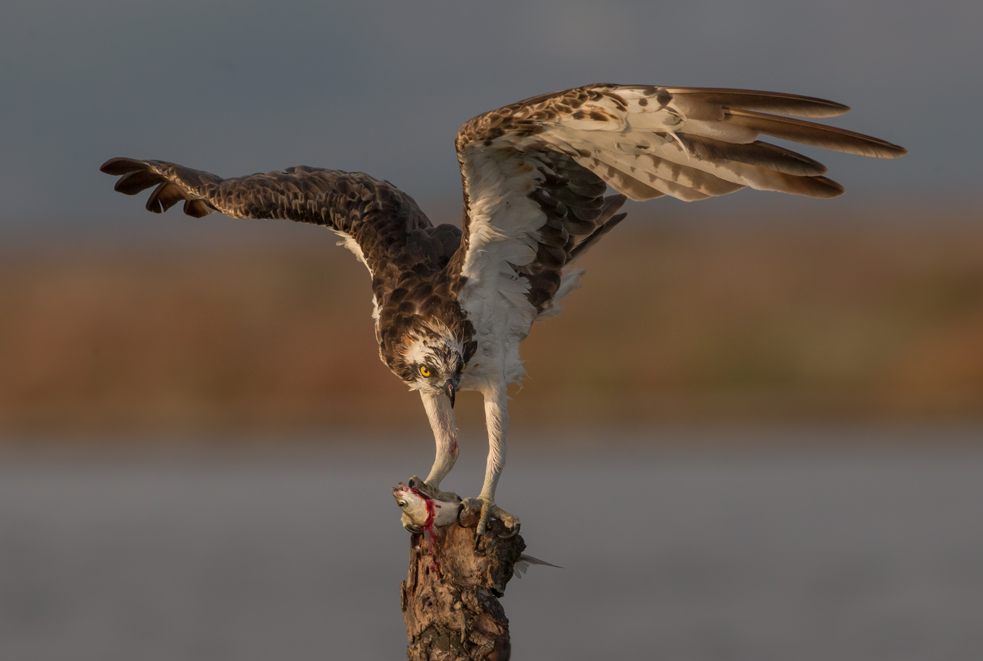 Falco Pescatore con preda