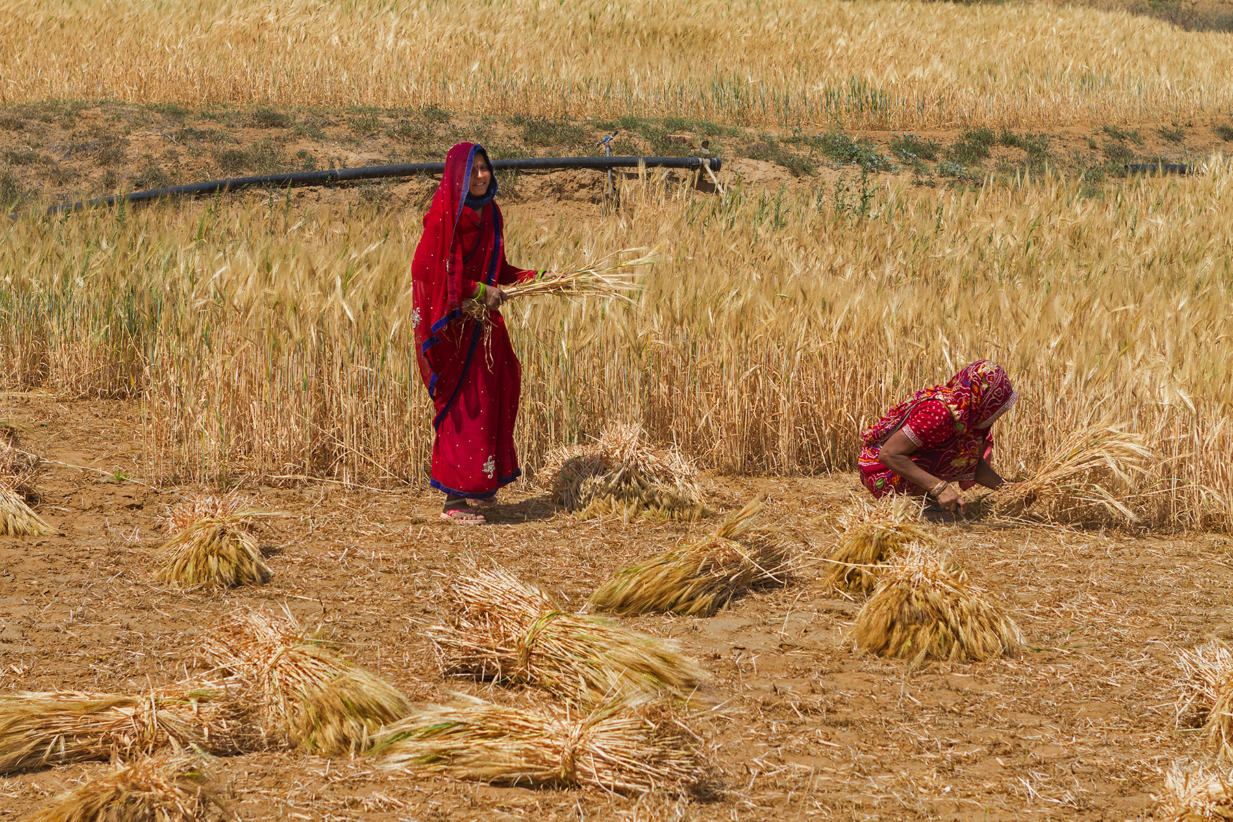 Wheat and old manners