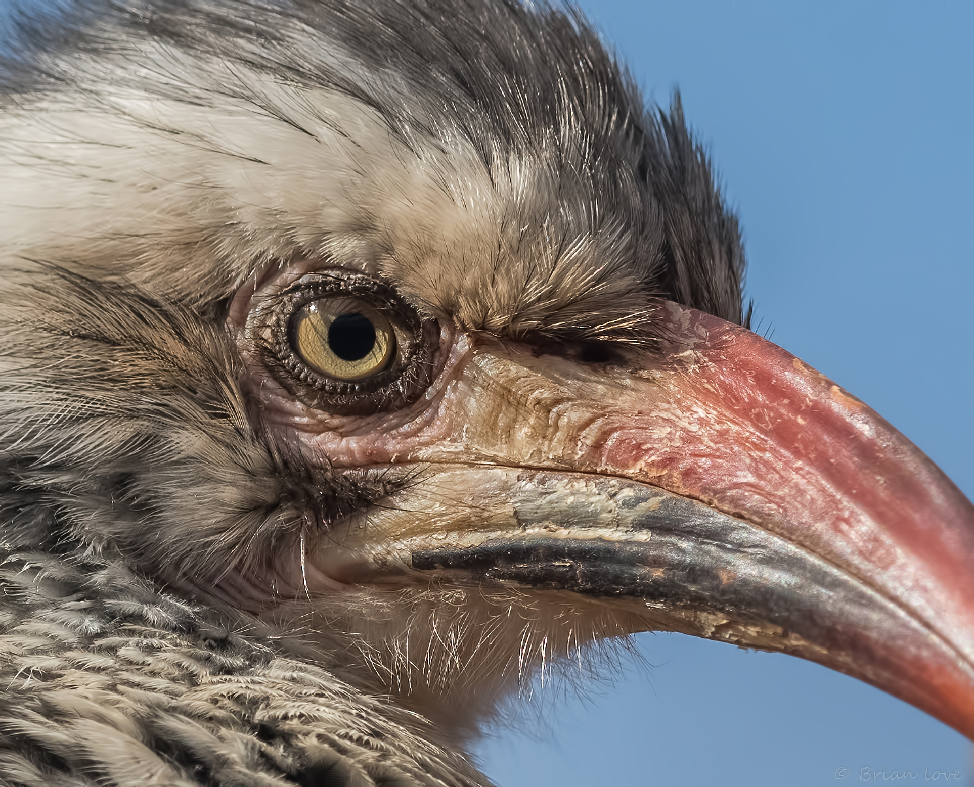 Red-billed hornbill (Tockus erythrorhynchus)