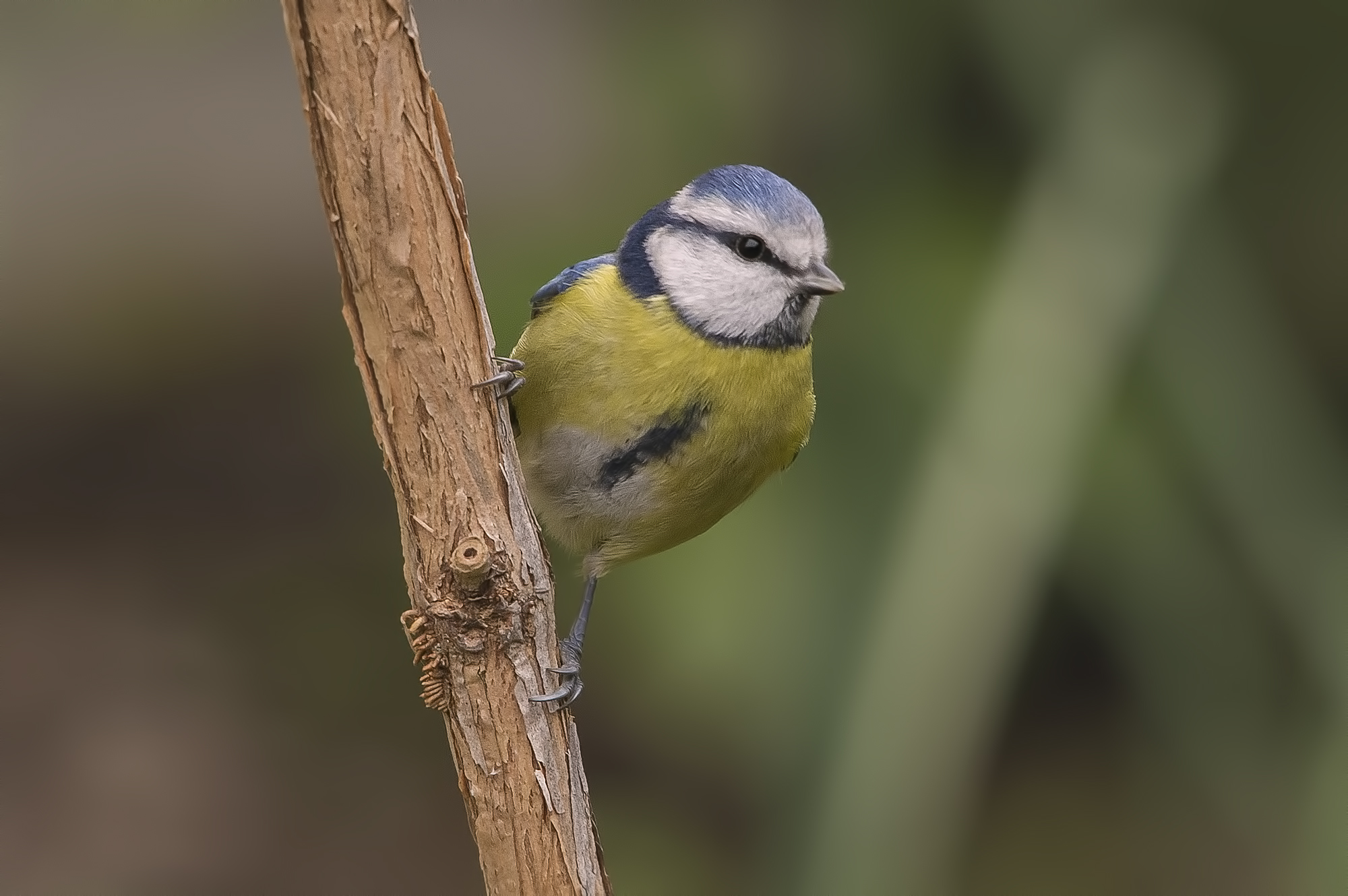 Blue Tit.