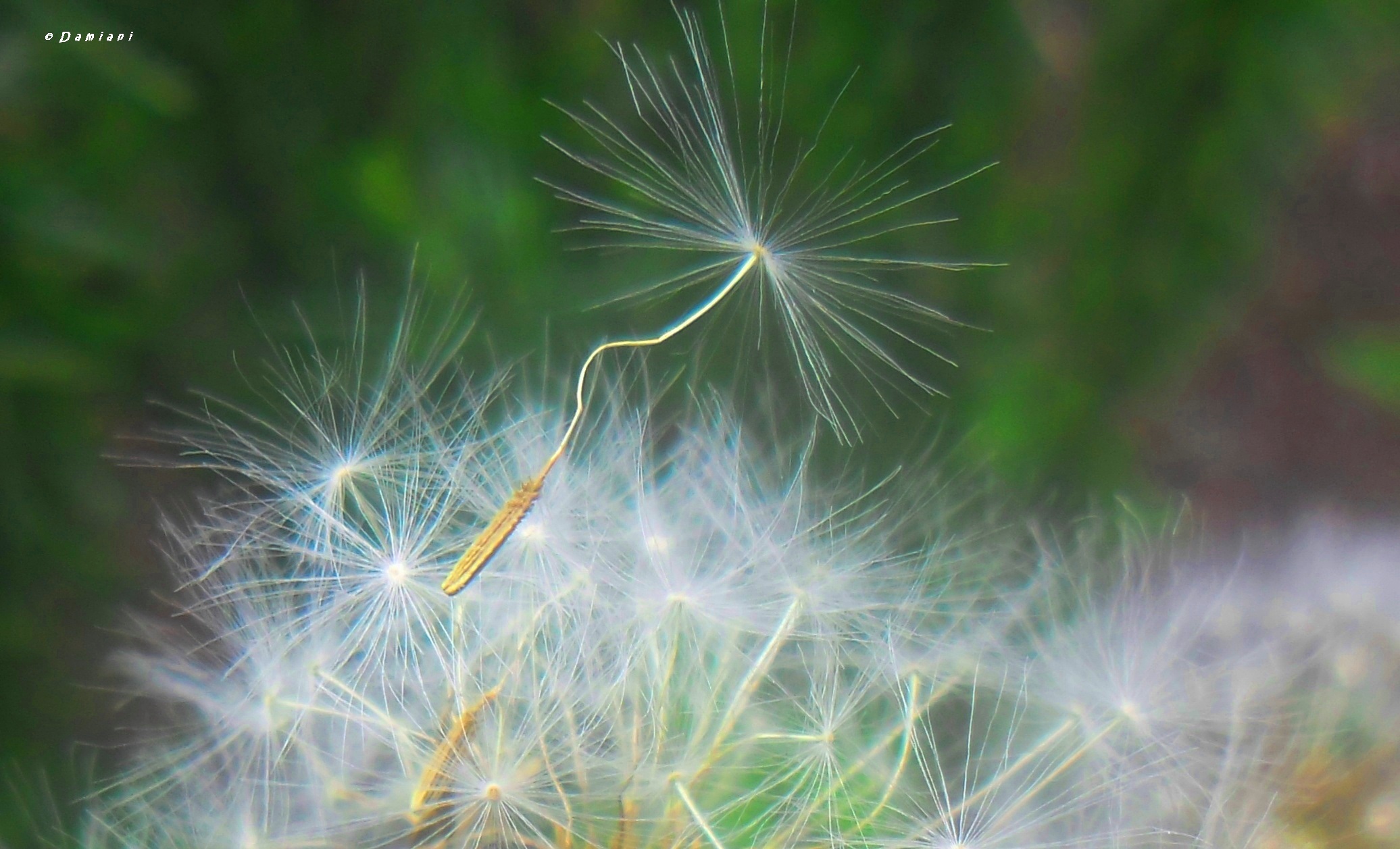 Fly seed ... and spread your life!