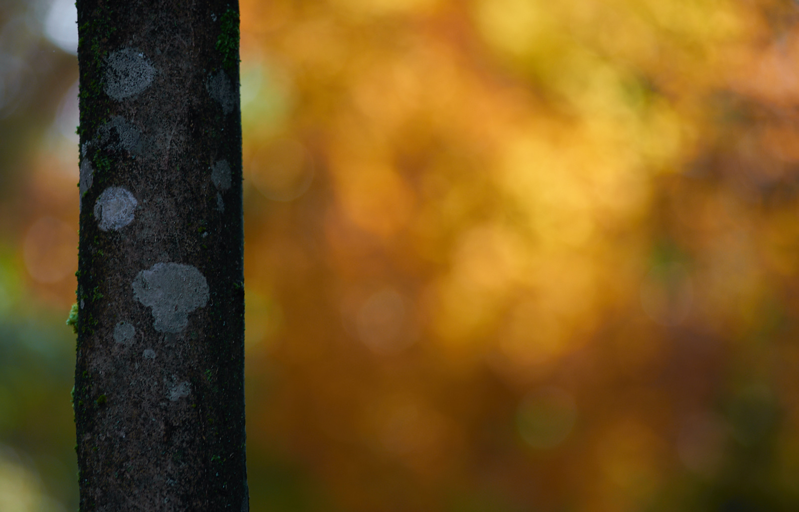 Autumn Bokeh
