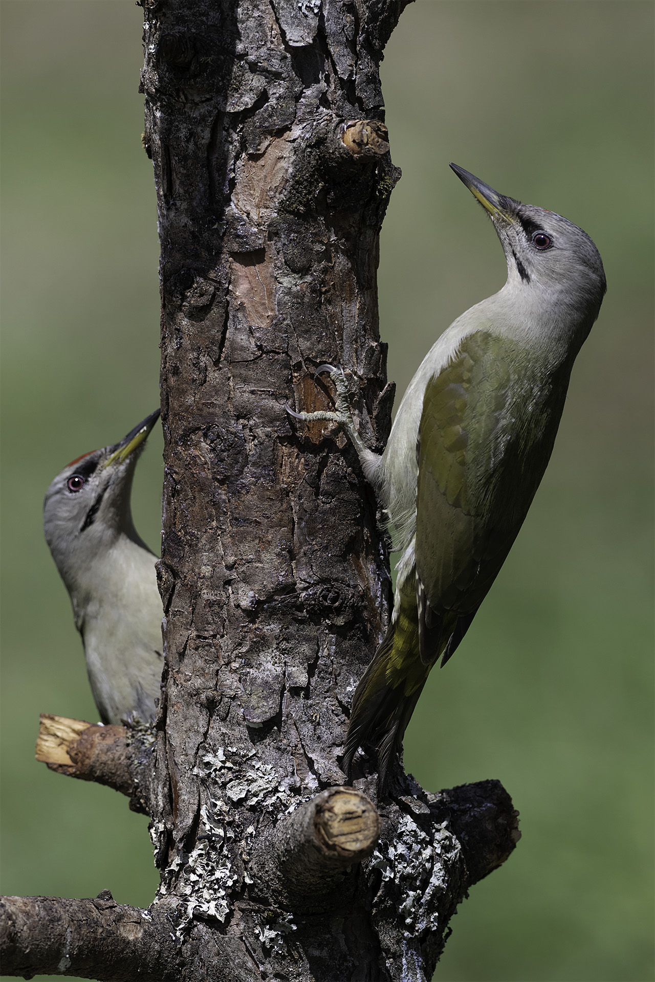 Pair woodpecker ash