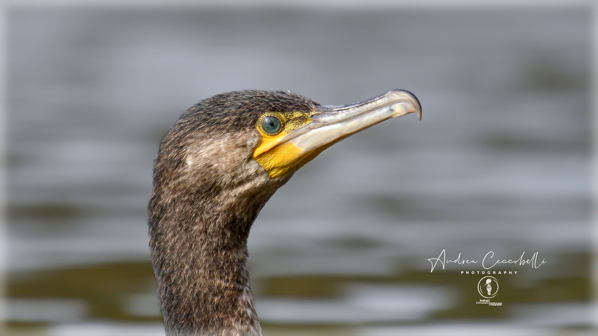 Cormorano - Phalacrocorax carbo