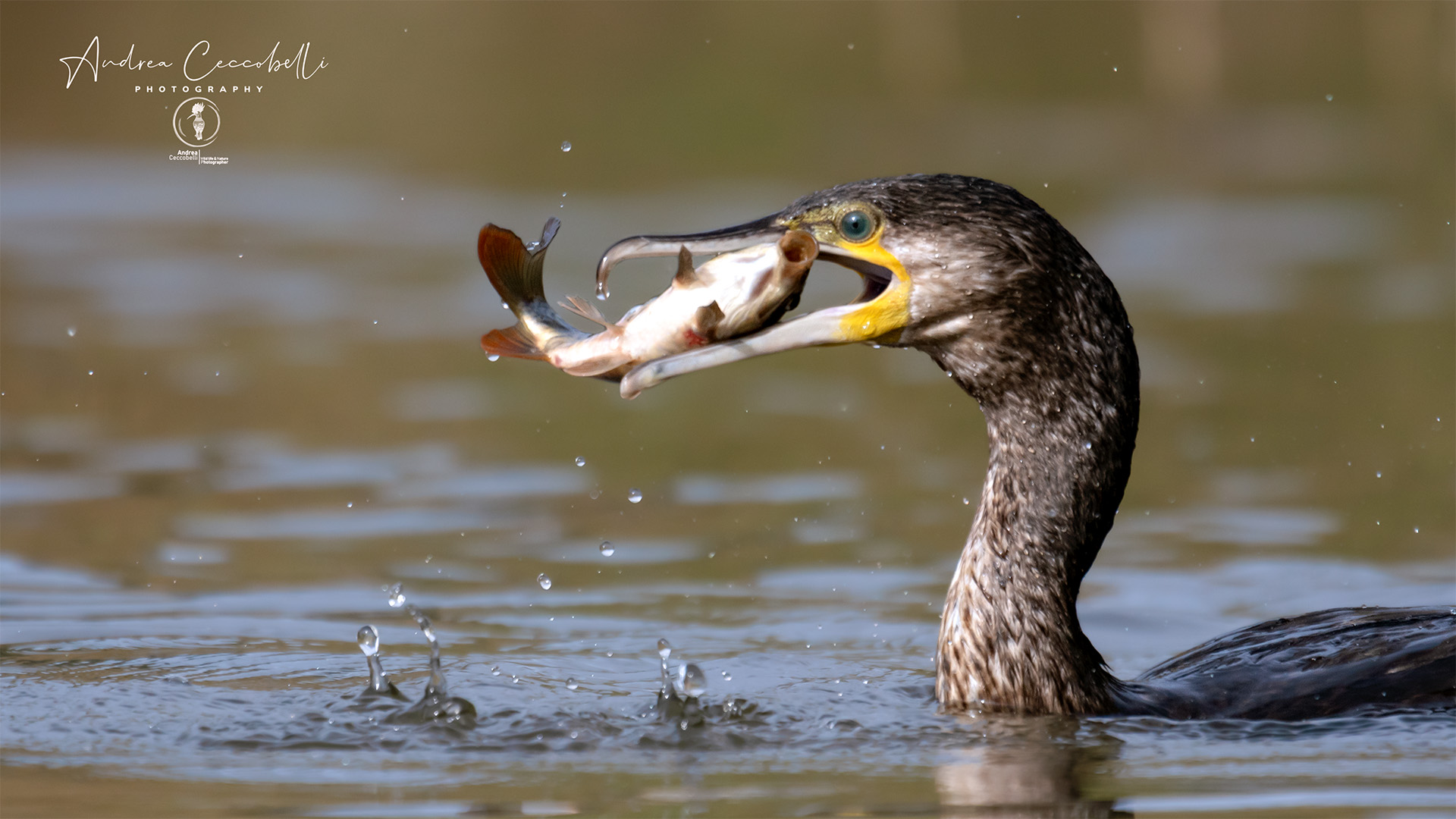 Cormorano - Phalacrocorax carbo
