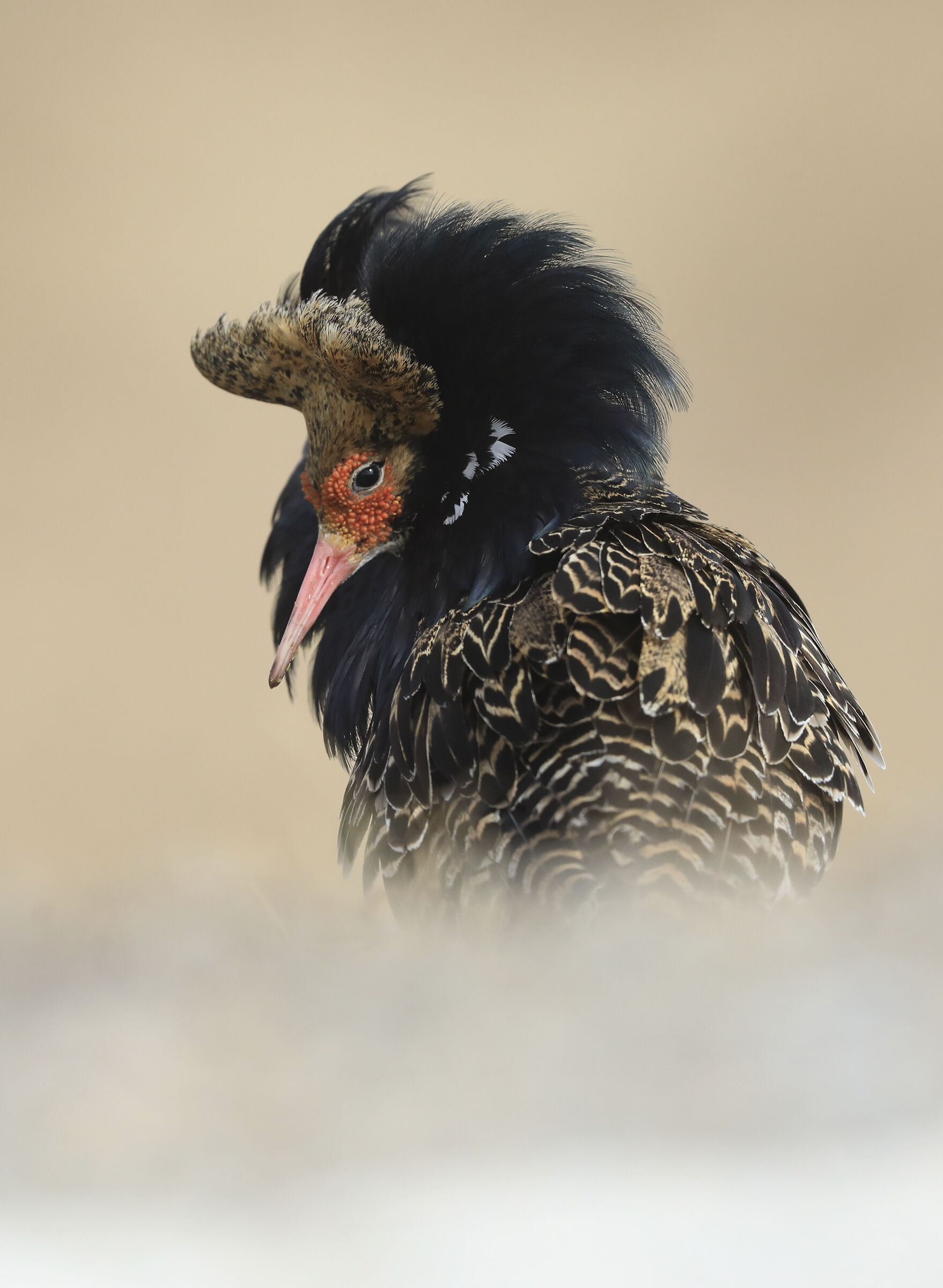 combattente in meditazione