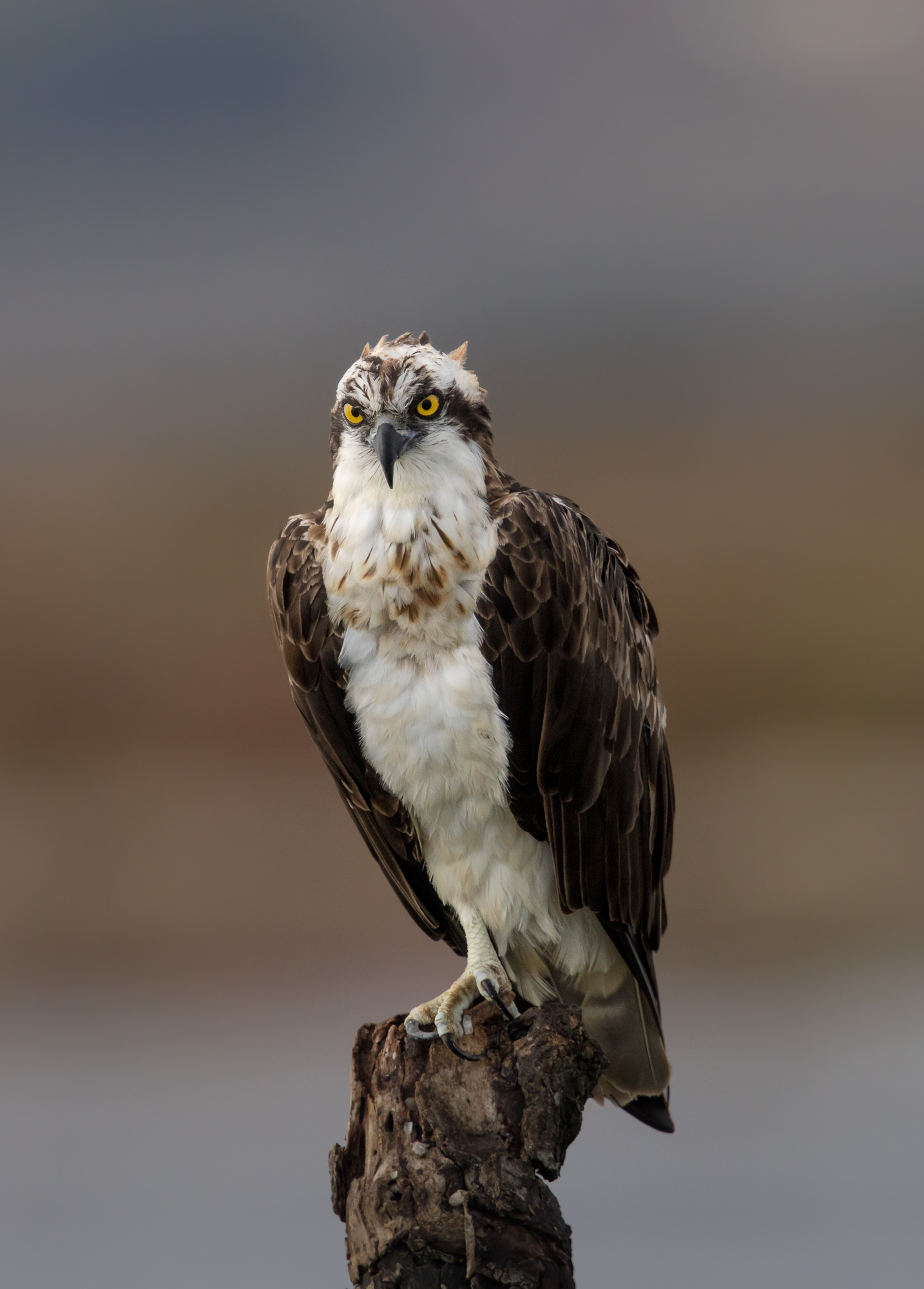 Falco Pescatore ritratto