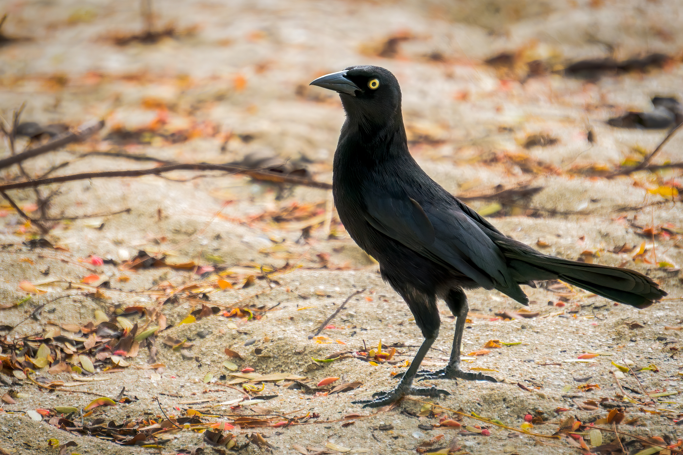 Maggior merlo Antillano