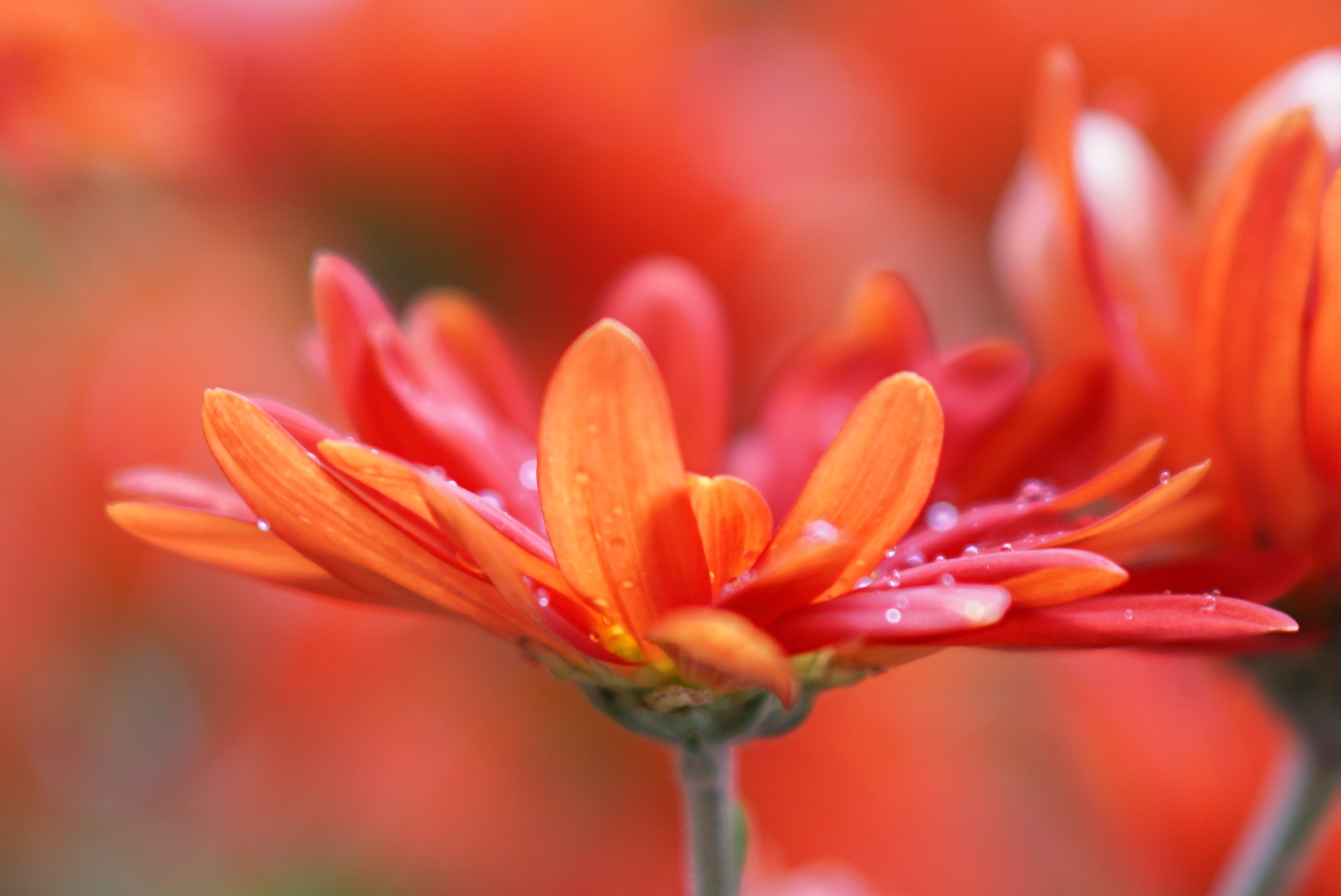 November also has its flowers